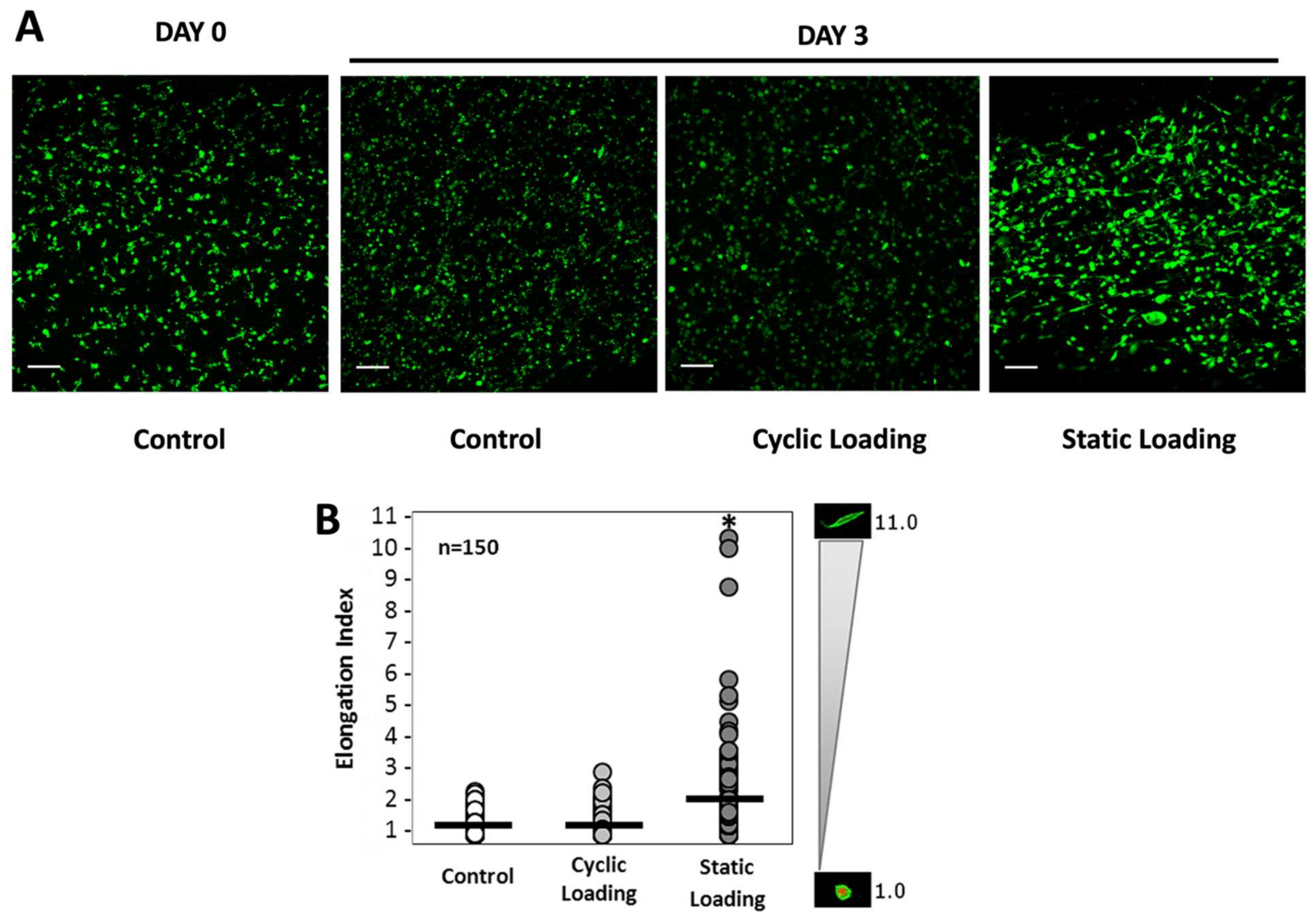 Bioengineering 10 01271 g005