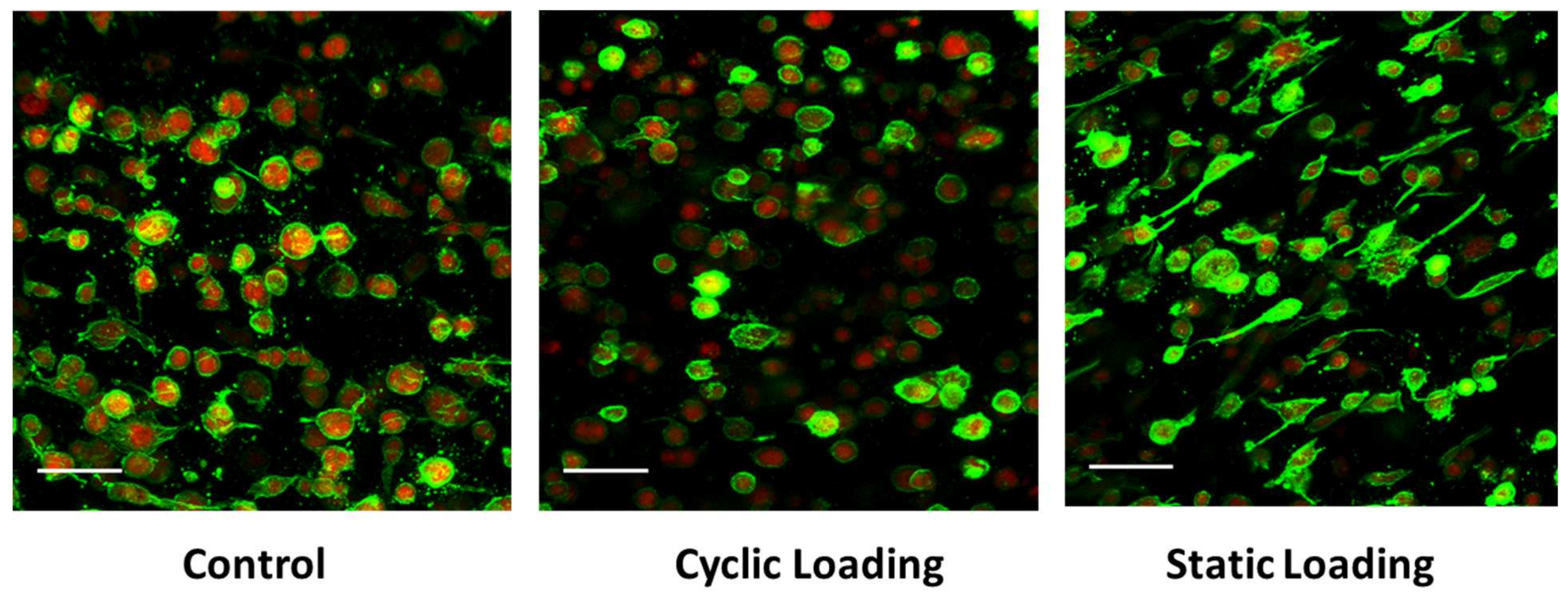 Bioengineering 10 01271 g006