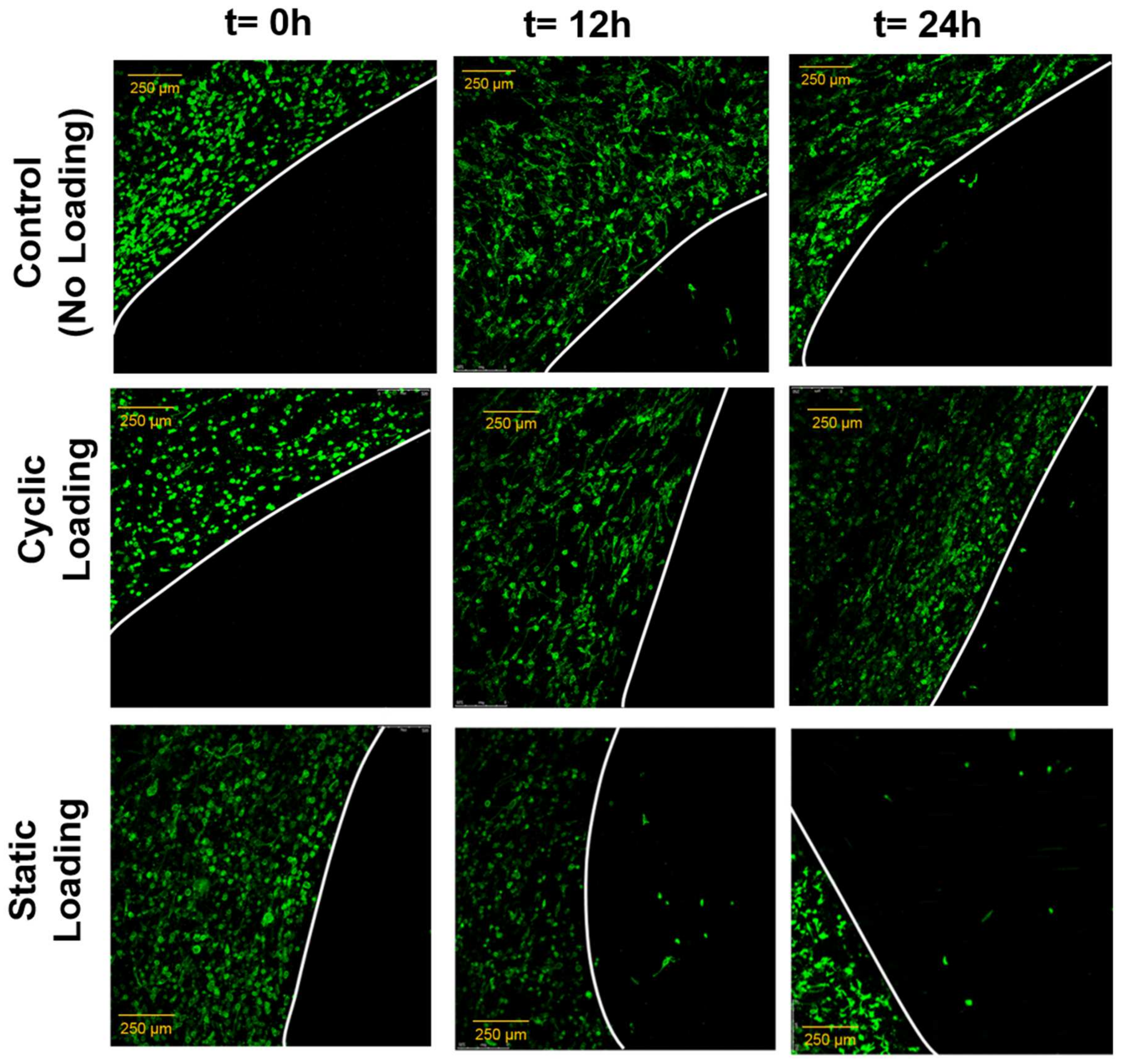 Bioengineering 10 01271 g010