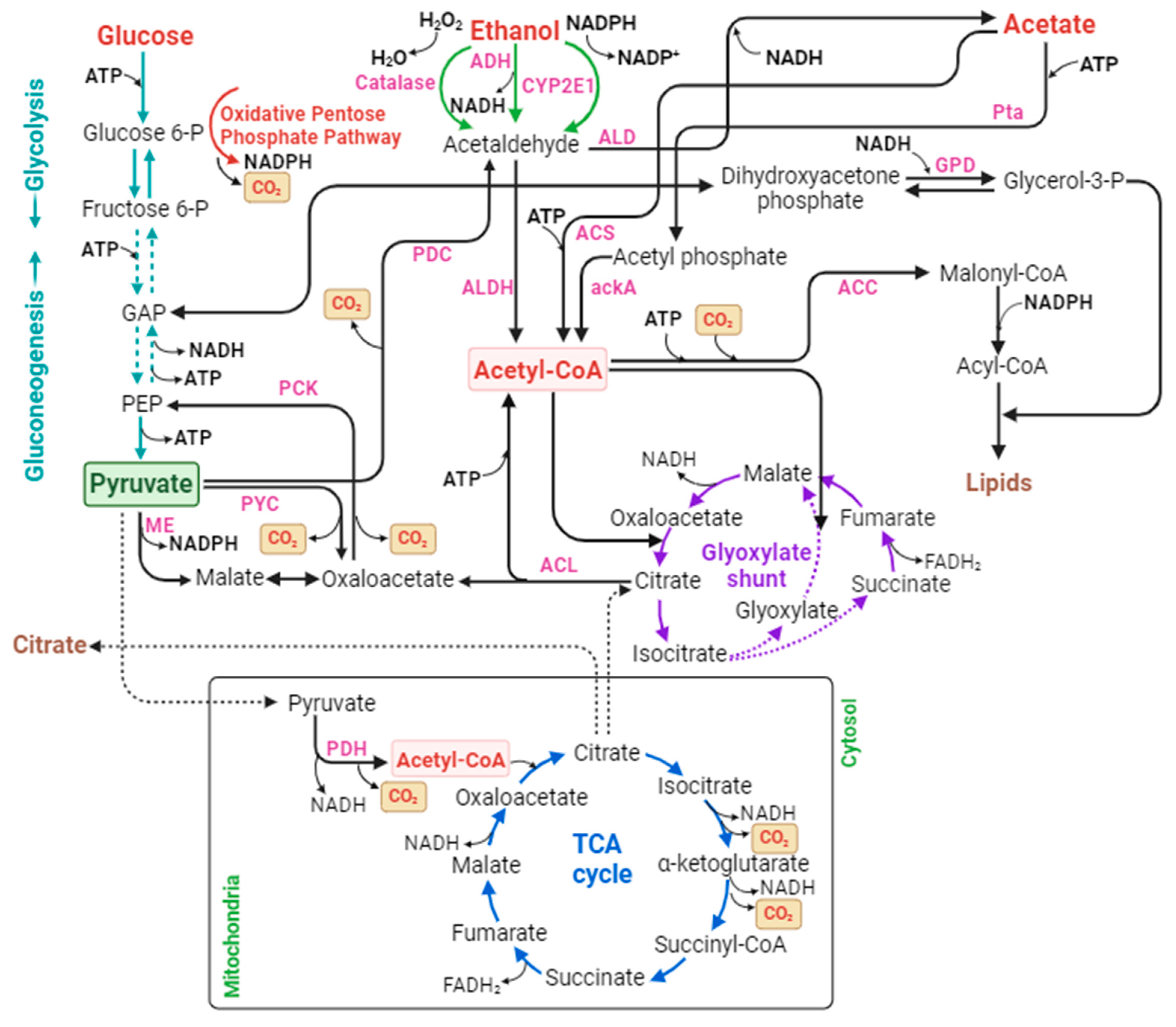 Bioengineering 10 01357 g005