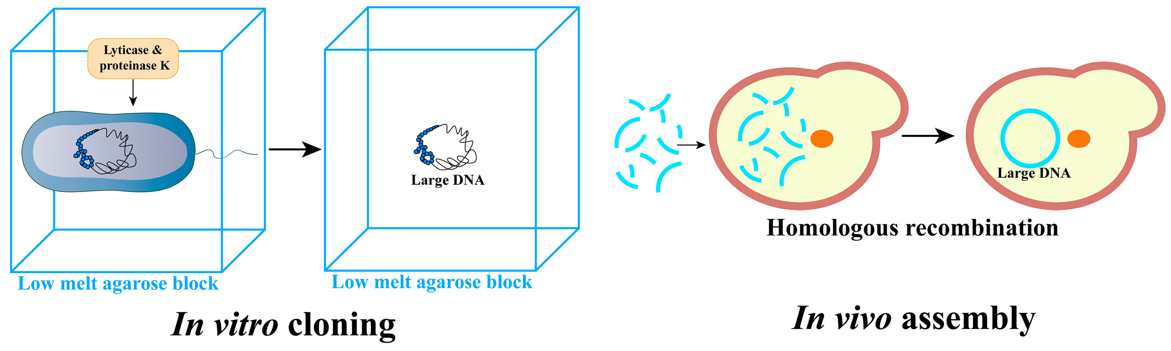 Bioengineering 10 01425 g003