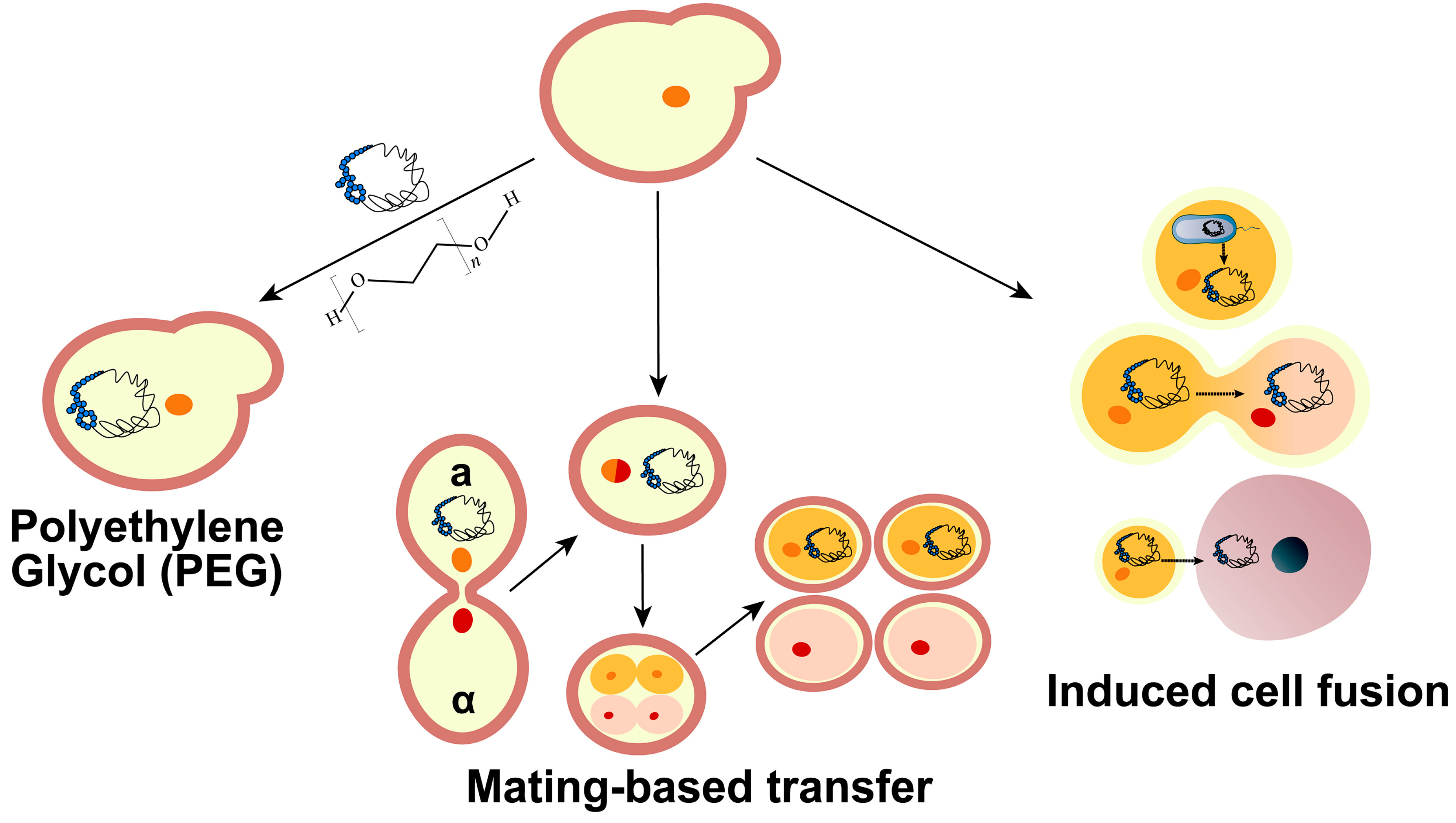 Bioengineering 10 01425 g004