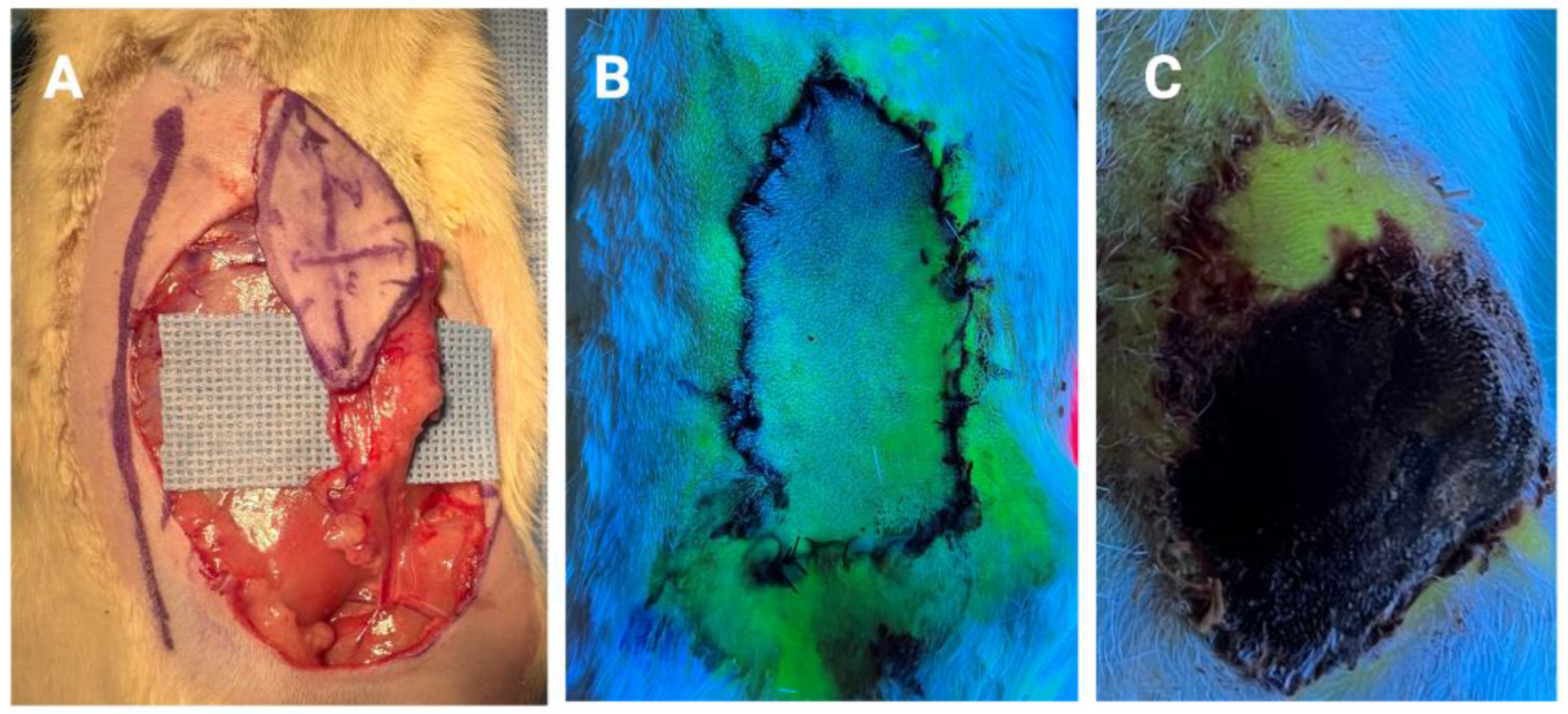 Bioengineering 10 01440 g001 Bioengineering 10 01440 g001