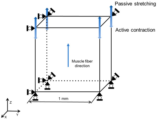 Bioengineering 11 00023 g0a1