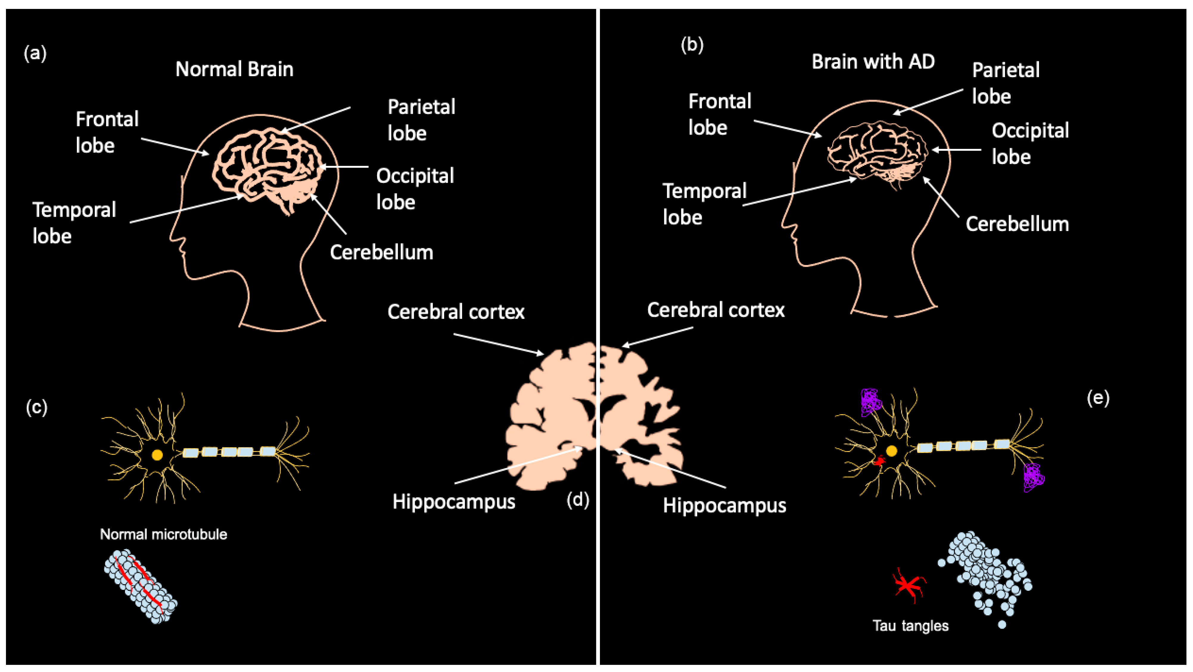 Bioengineering 11 00045 g001 Bioengineering 11 00045 g001