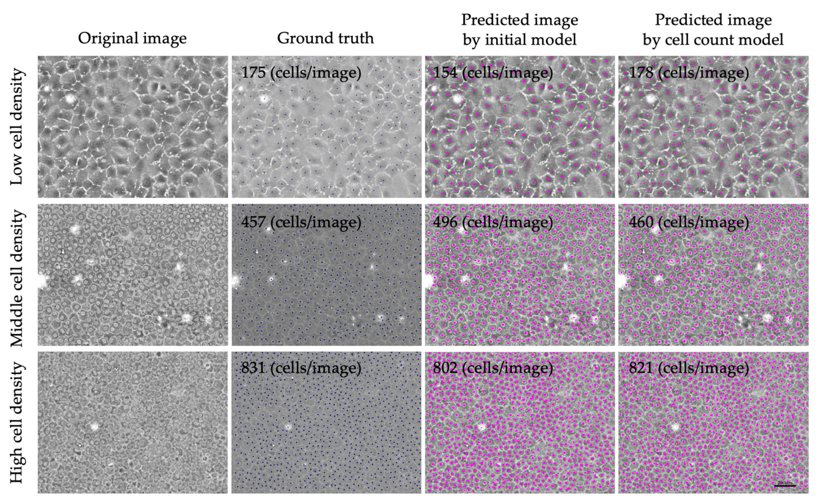 Bioengineering 11 00071 g003