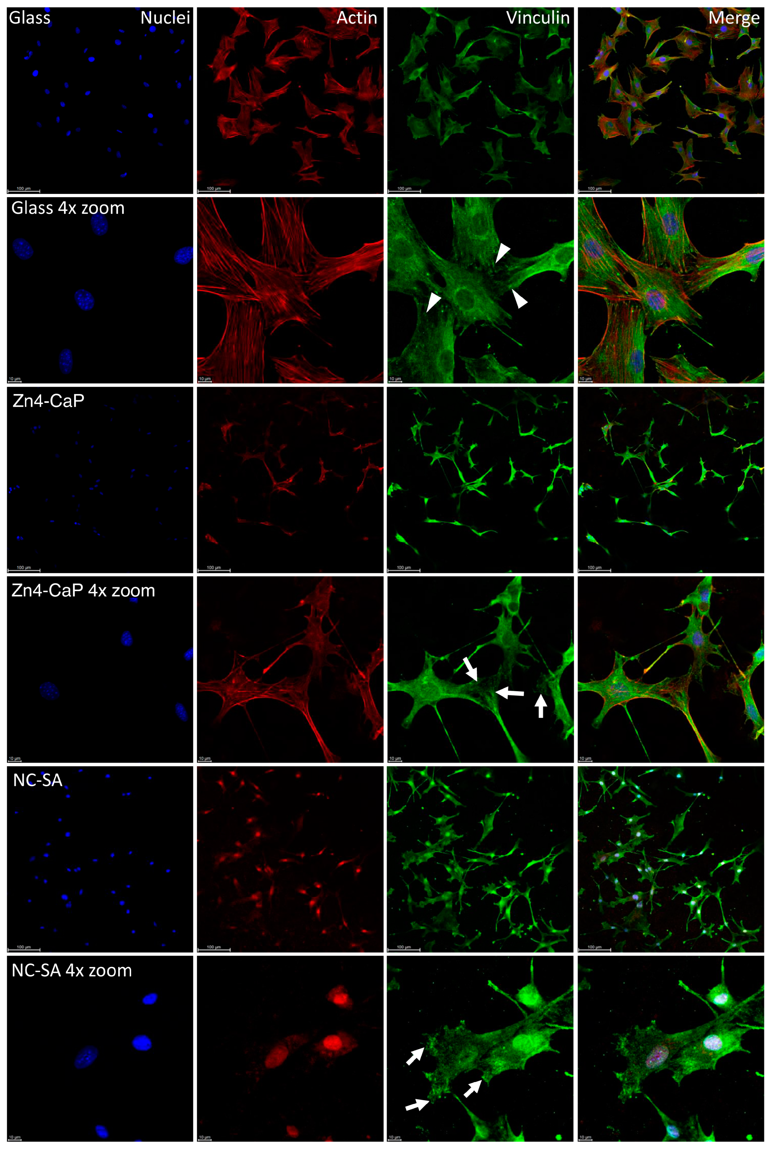 Bioengineering 11 00074 g004