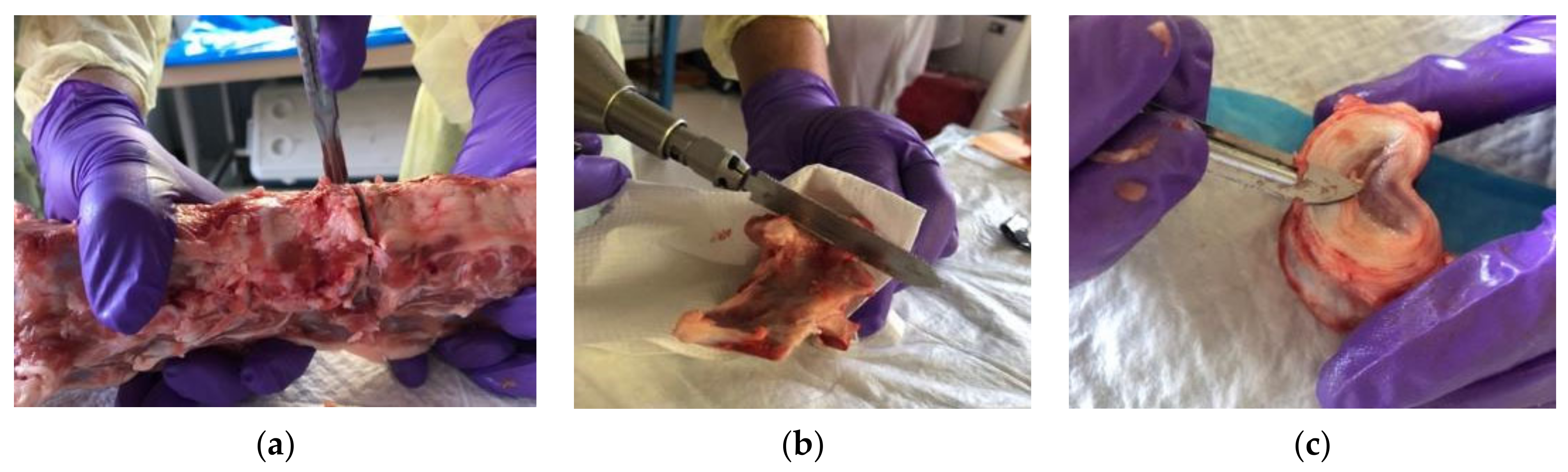Bioengineering 11 00096 g001