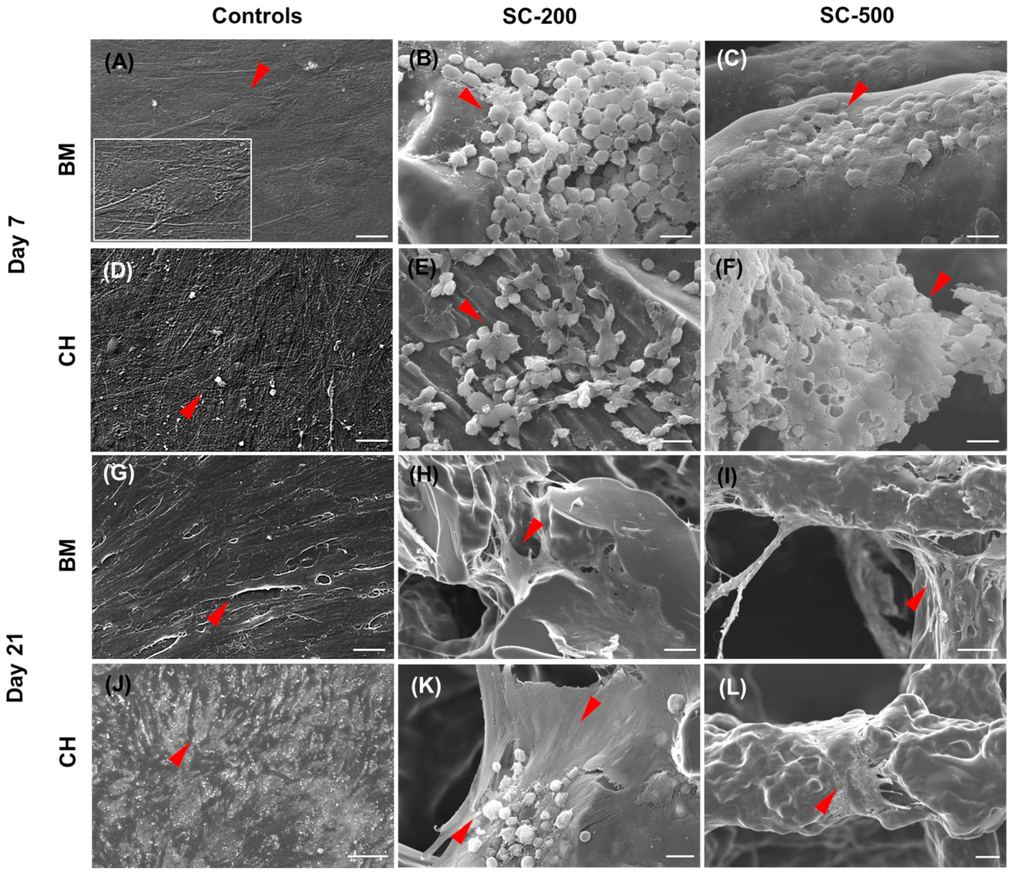 Bioengineering 11 00112 g004 Bioengineering 11 00112 g004