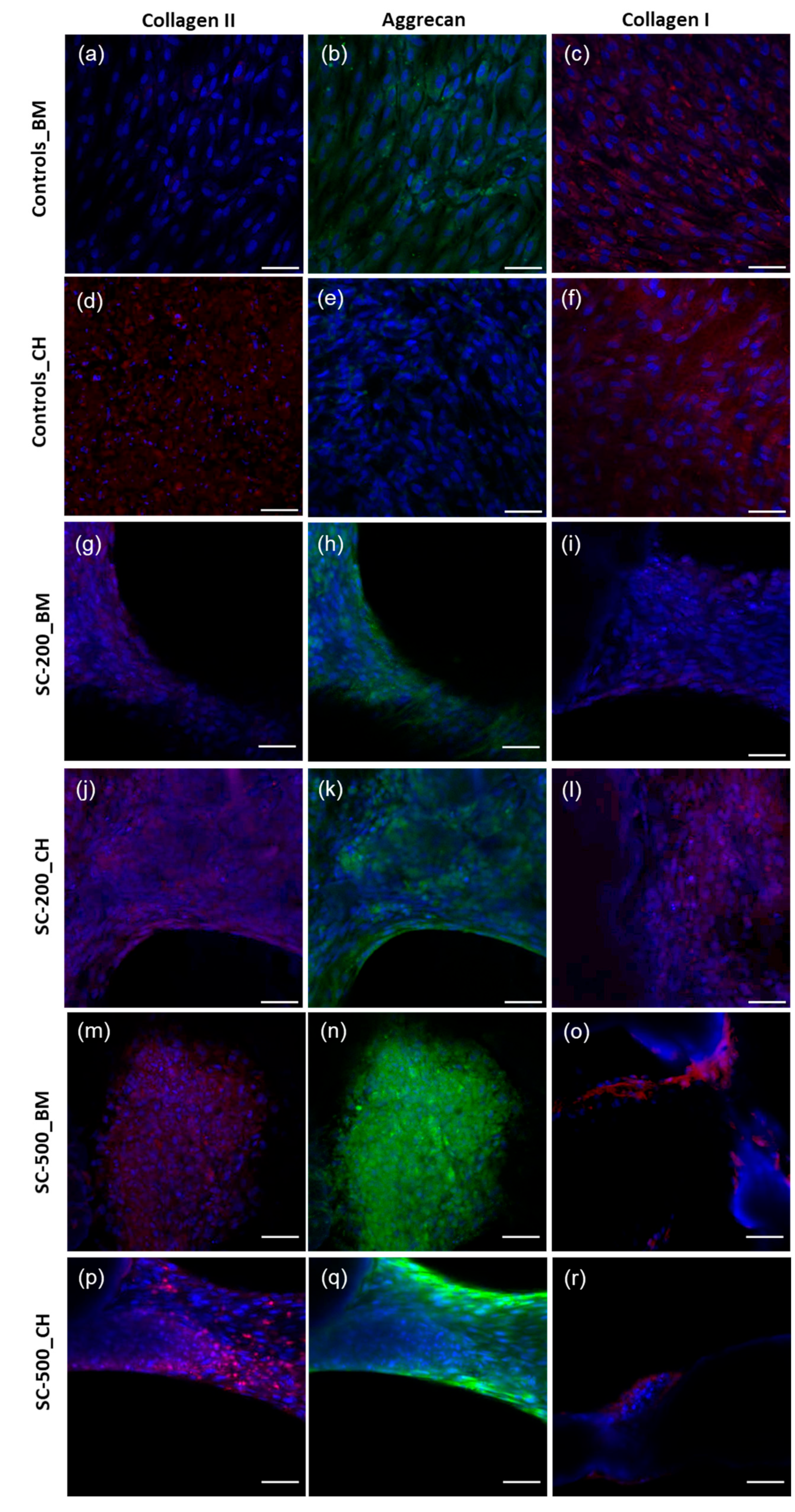 Bioengineering 11 00112 g007 Bioengineering 11 00112 g007