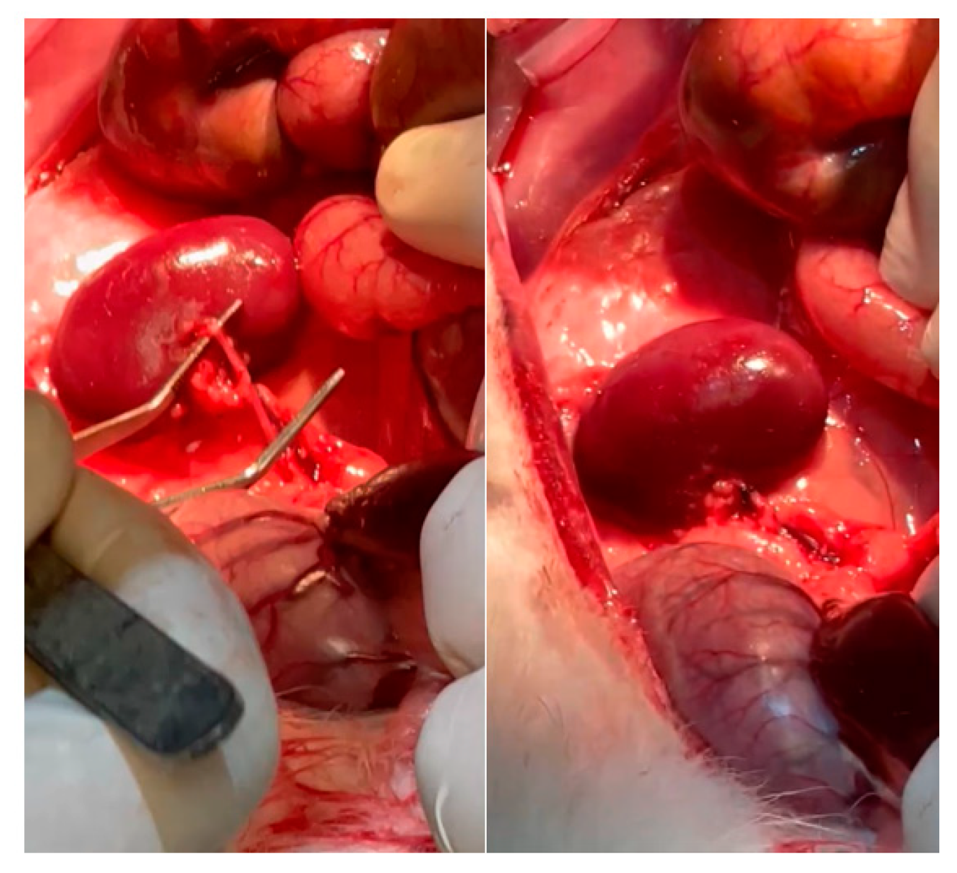 Bioengineering 11 00114 g005