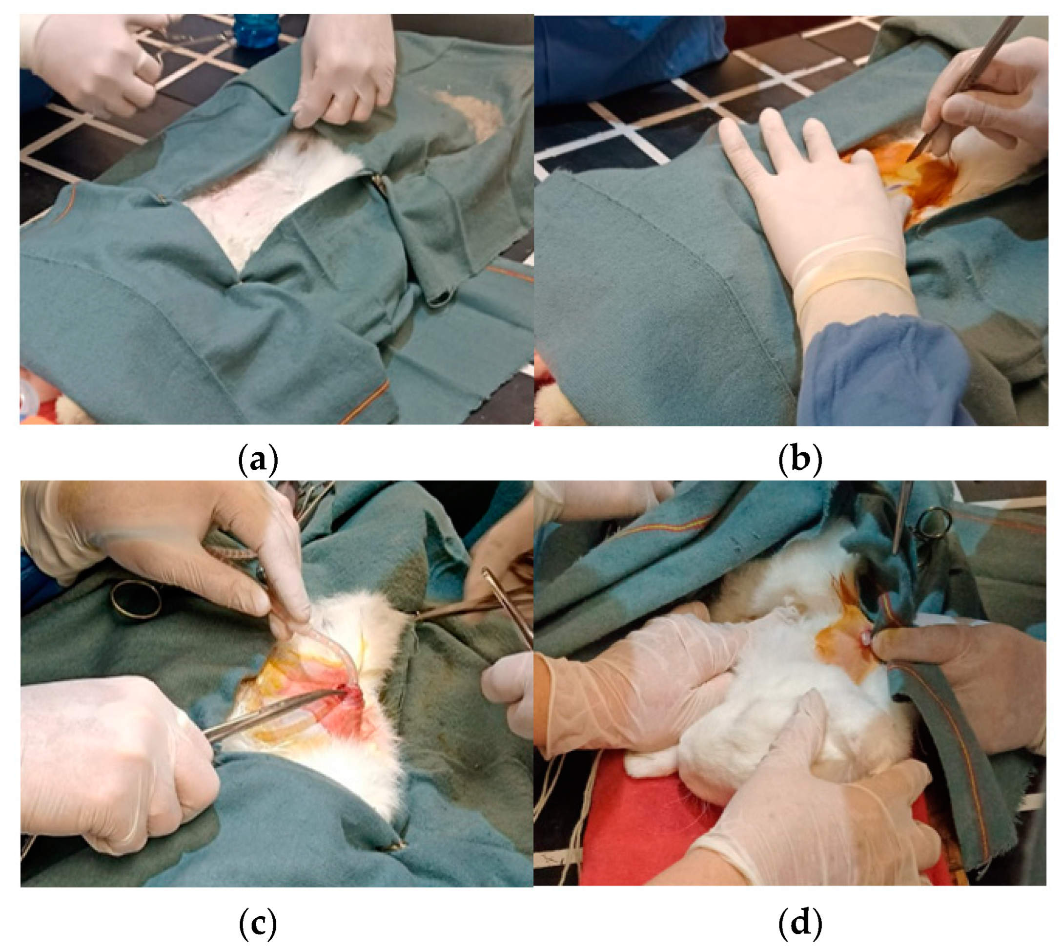 Bioengineering 11 00114 g006