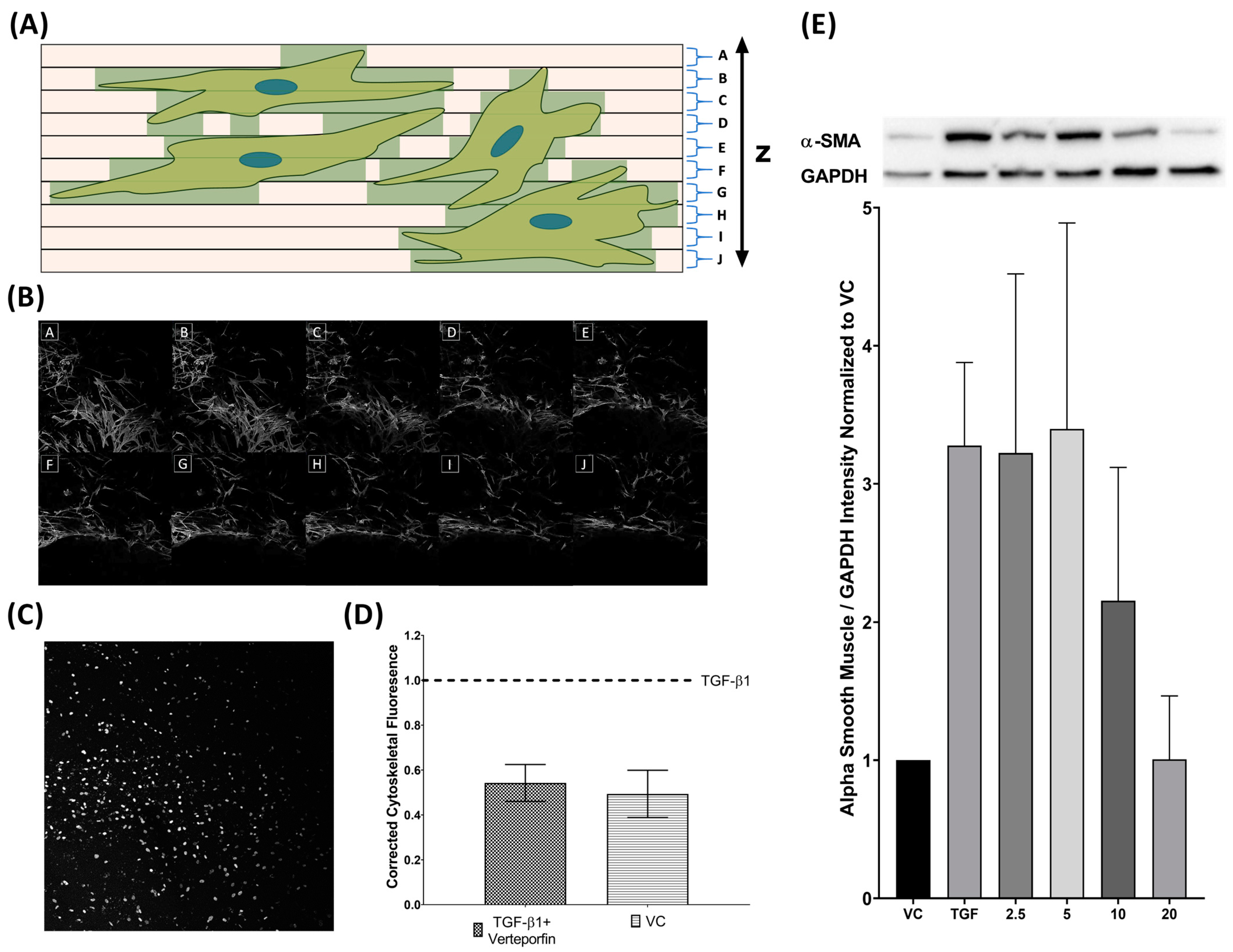 Bioengineering 11 00142 g007
