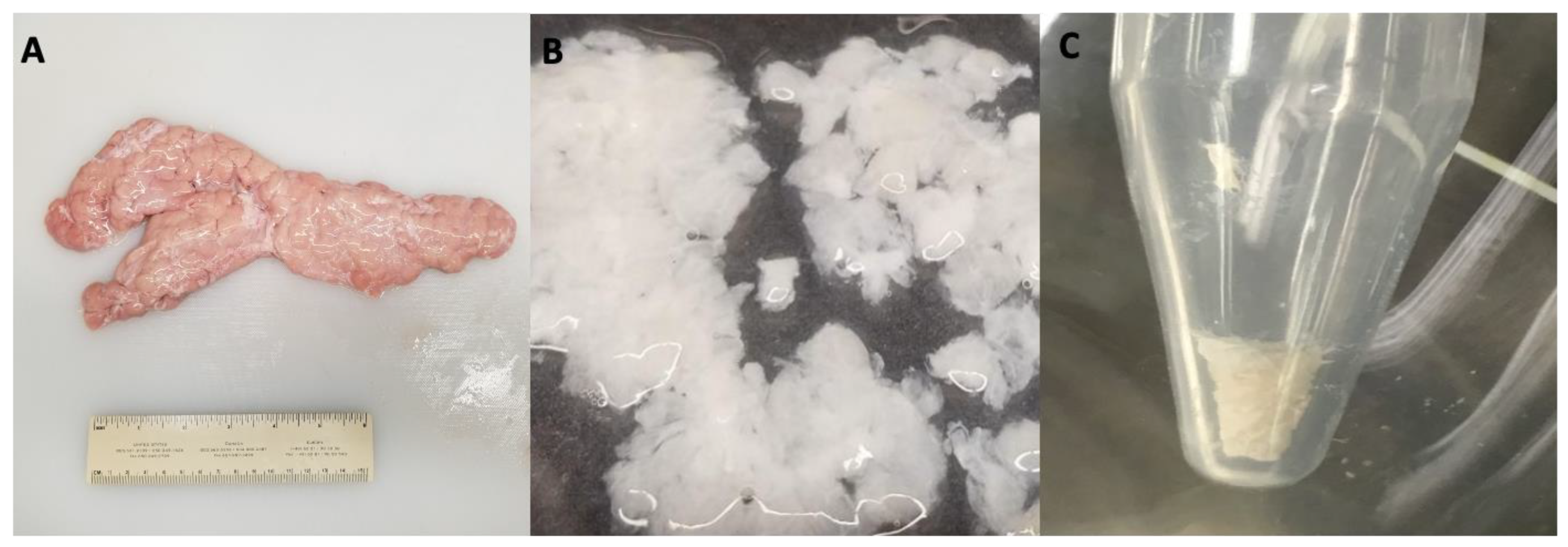 Bioengineering 11 00183 g001