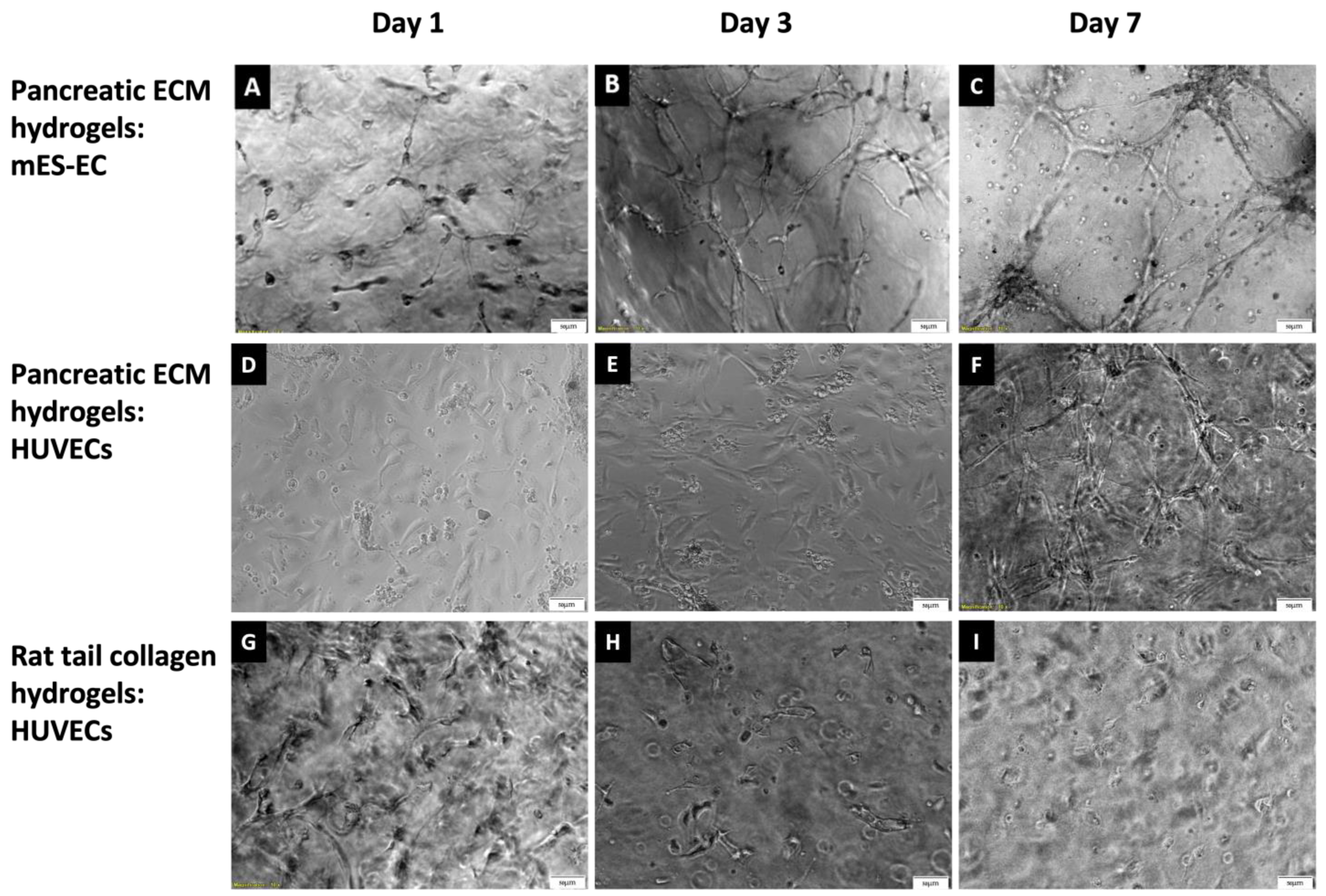 Bioengineering 11 00183 g004