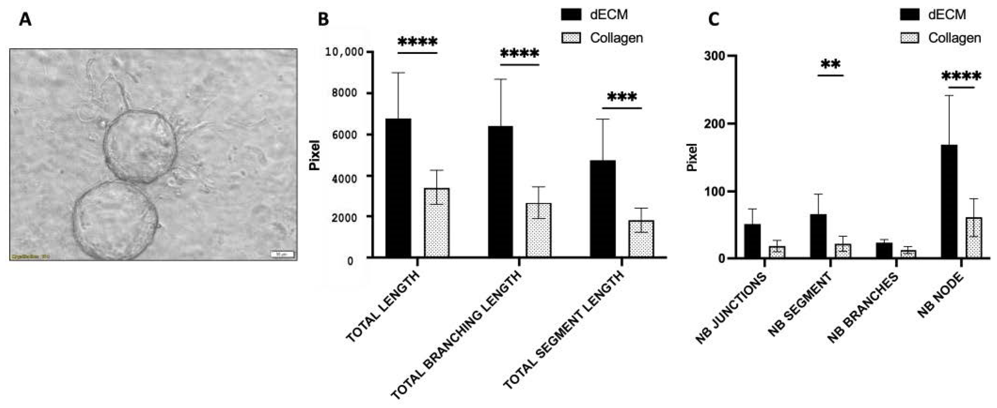 Bioengineering 11 00183 g006