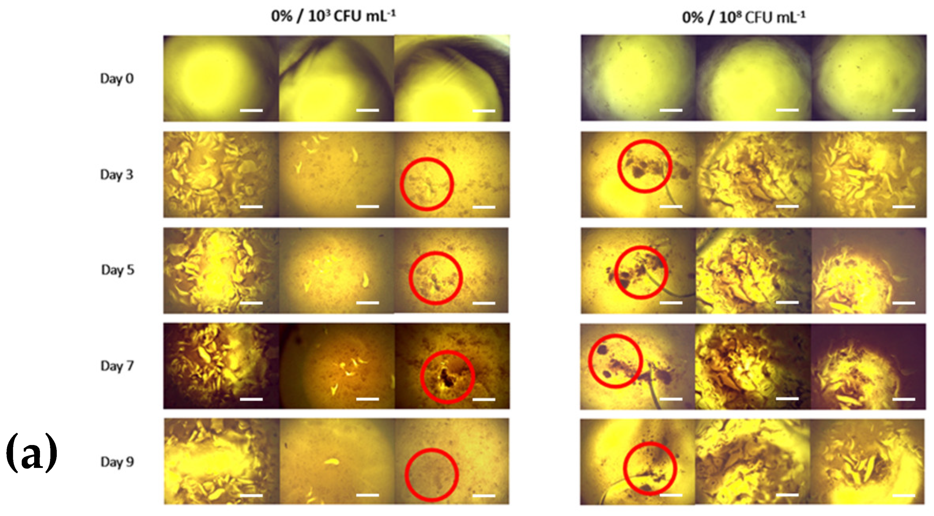 Bioengineering 11 00202 g006a