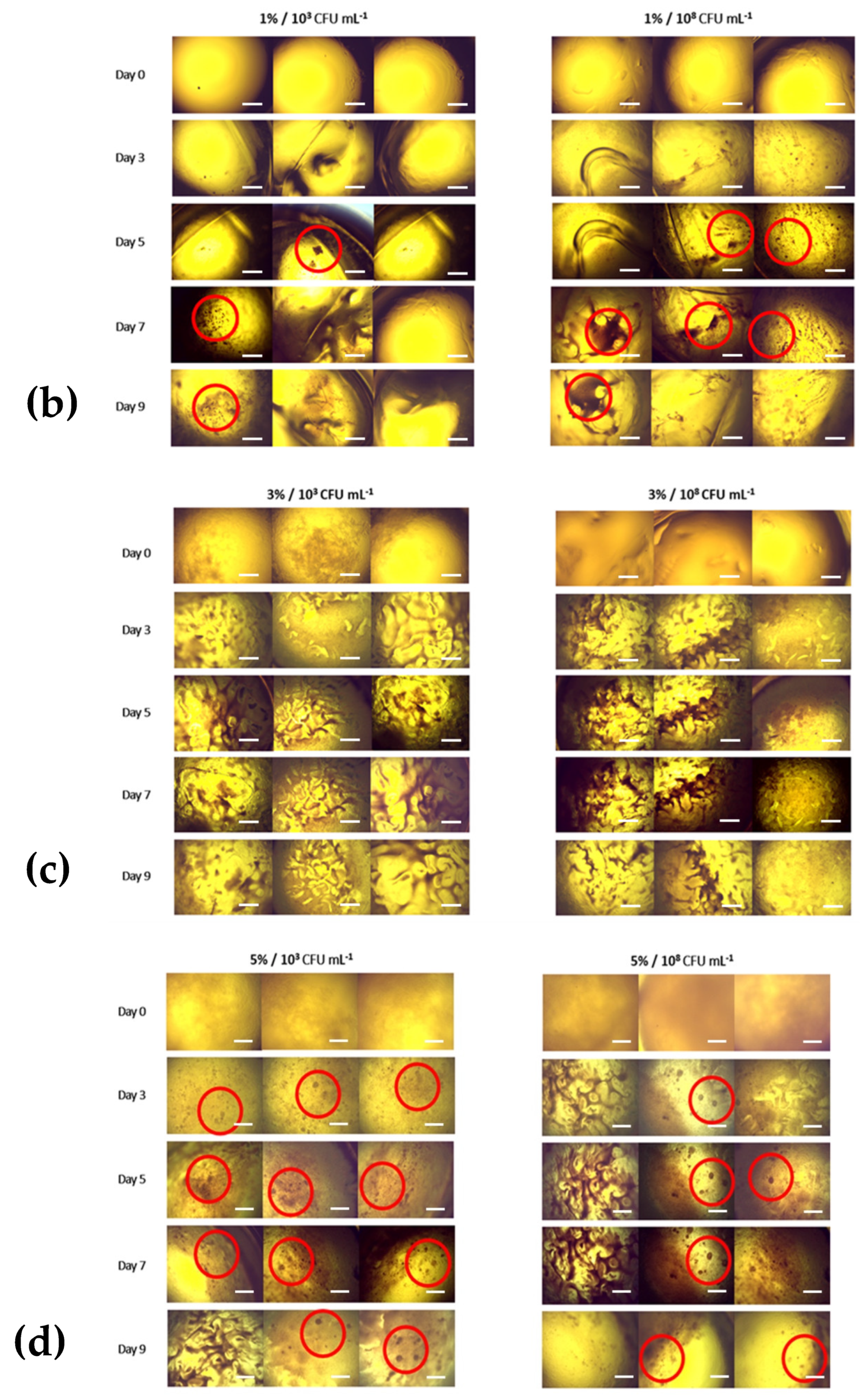 Bioengineering 11 00202 g006b