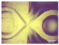 Bioengineering 11 00202 i001