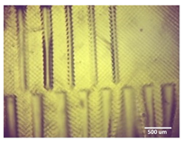 Bioengineering 11 00202 i002