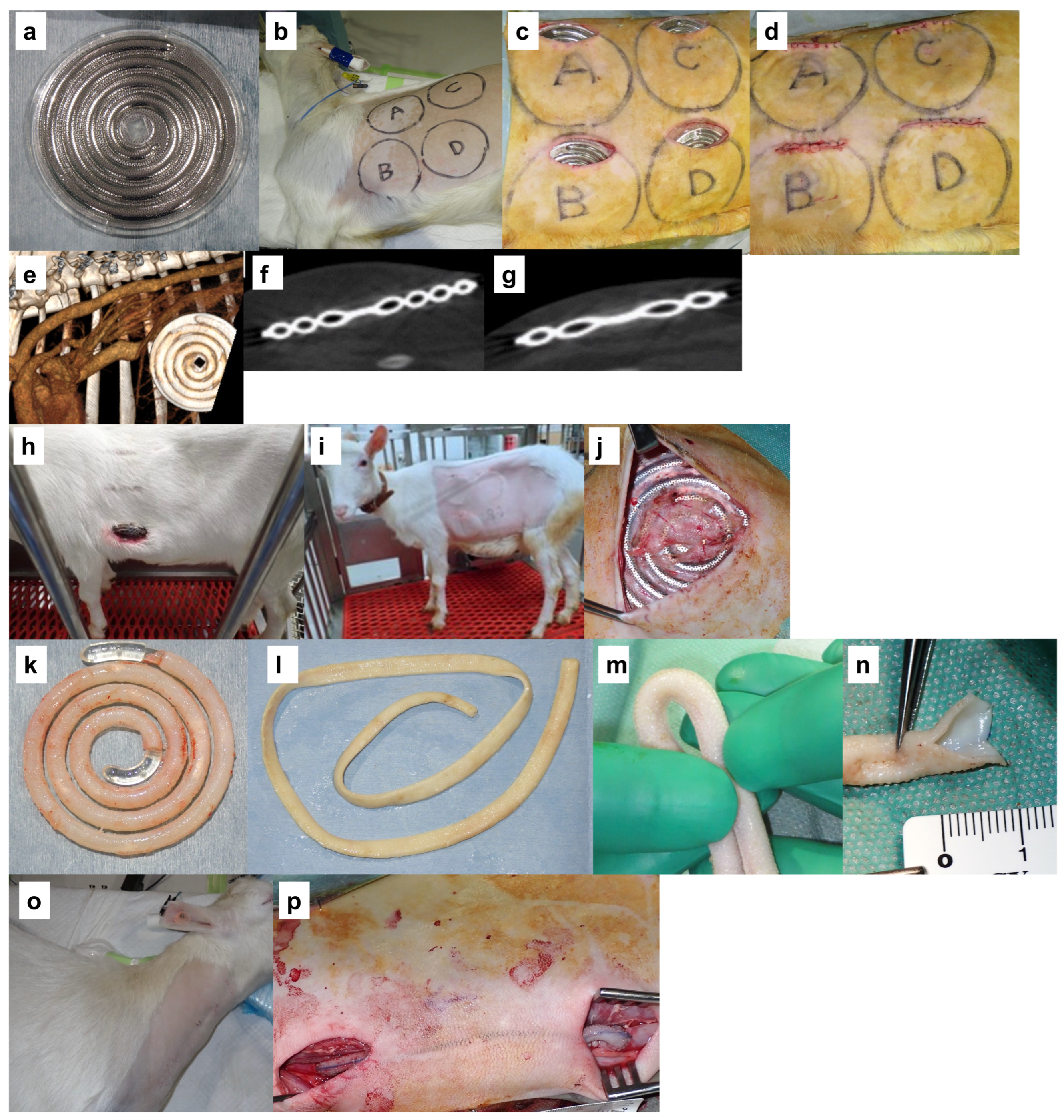 Bioengineering 11 00203 g002