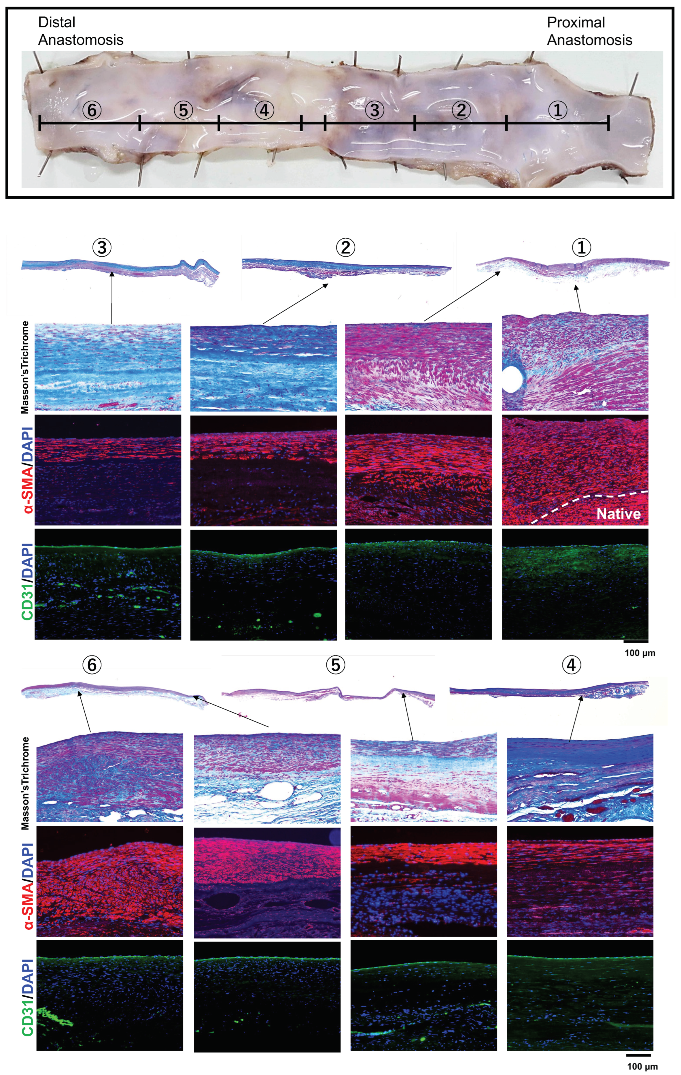 Bioengineering 11 00203 g006