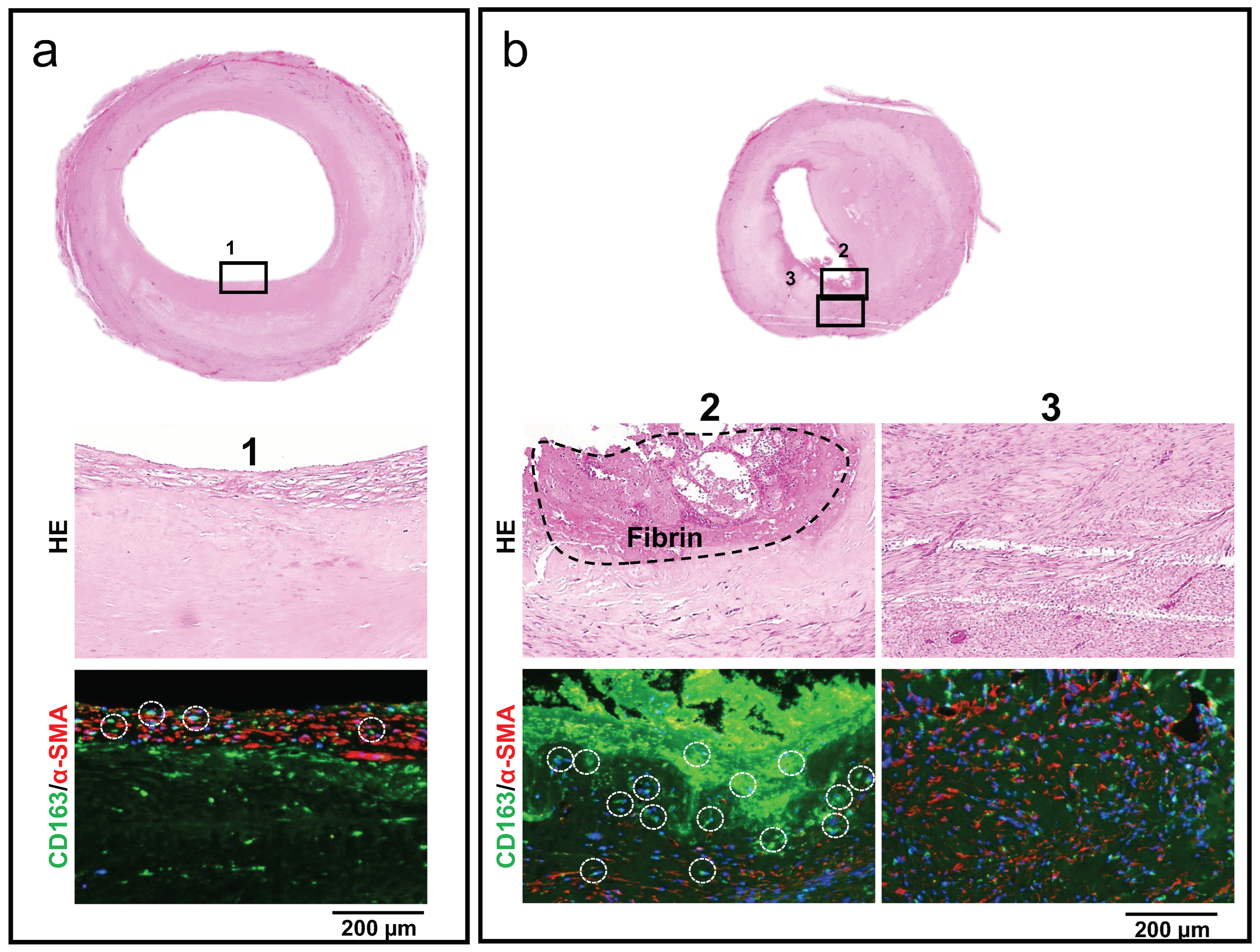 Bioengineering 11 00203 g008