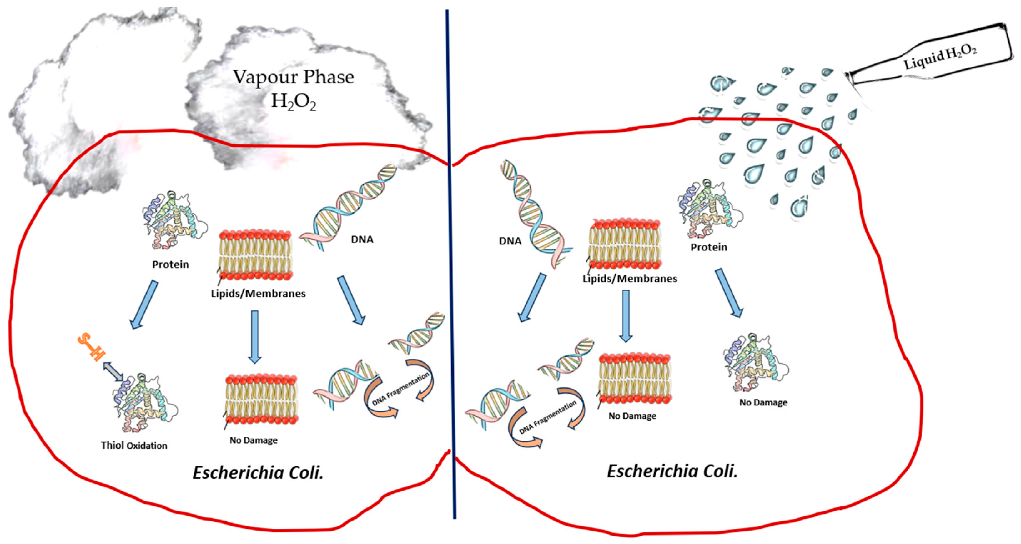 Bioengineering 11 00205 g001