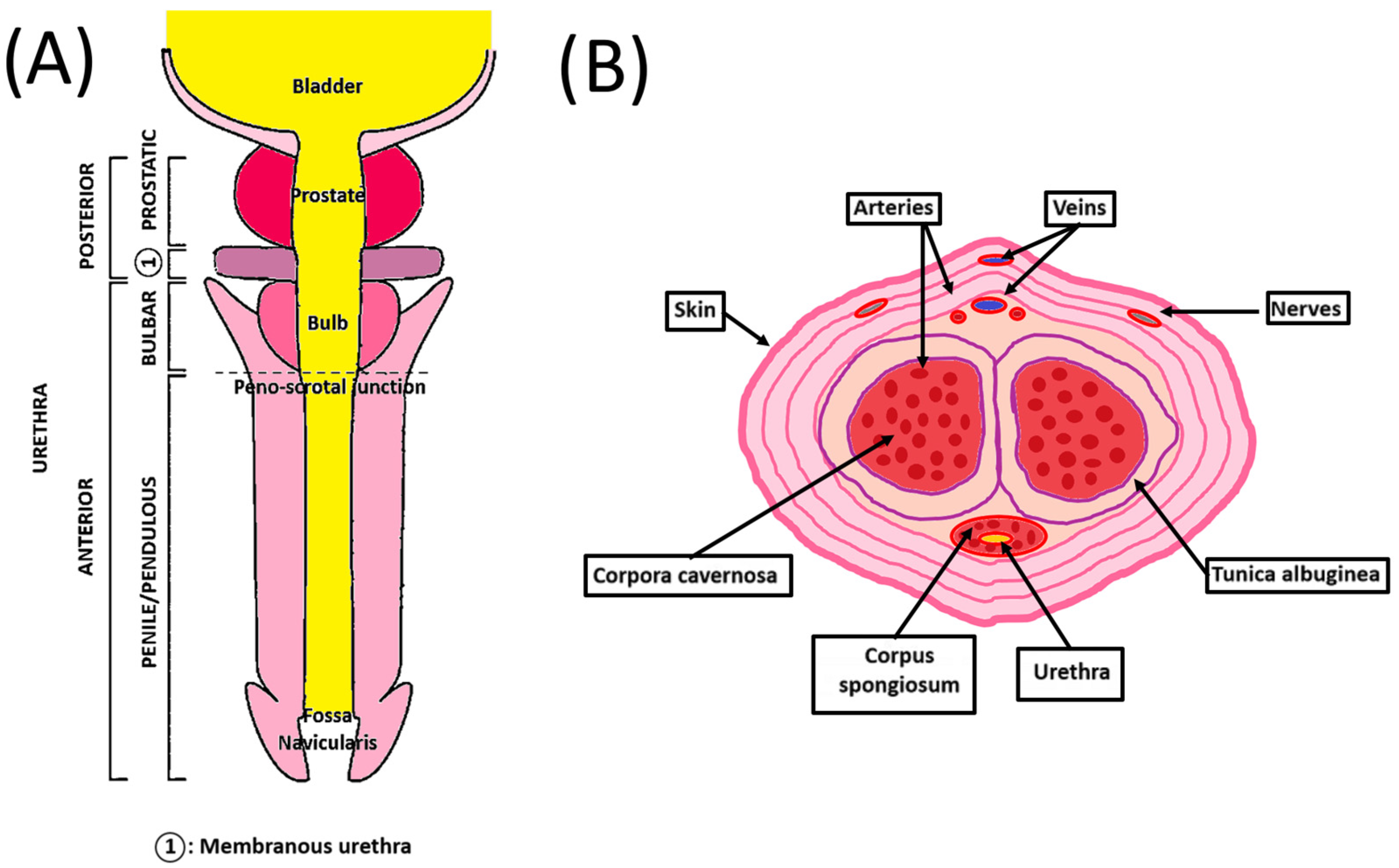 Bioengineering 11 00230 g001