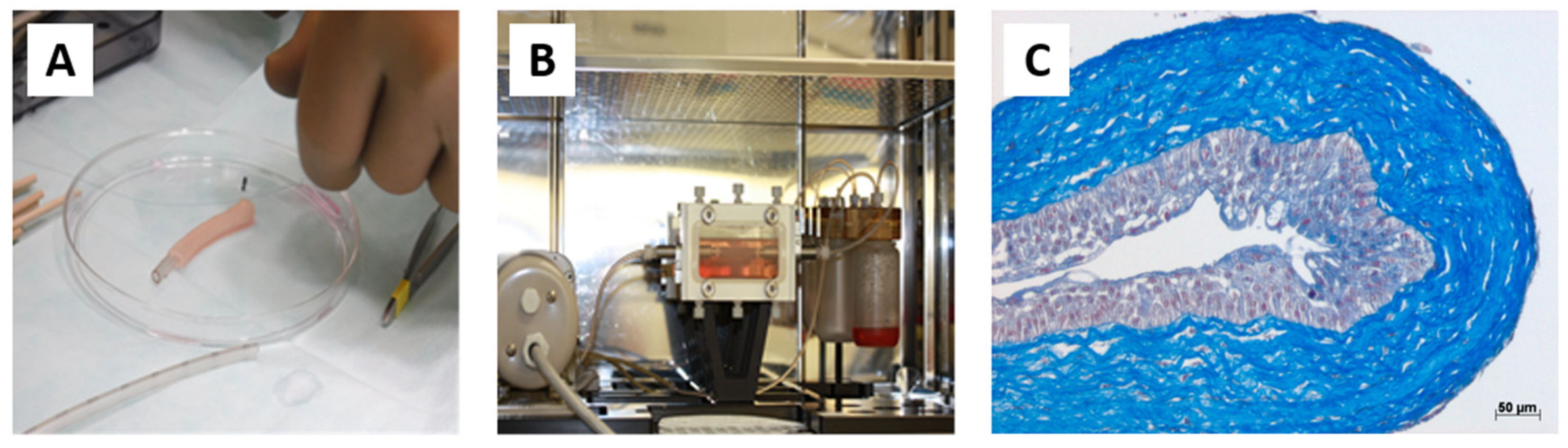 Bioengineering 11 00230 g005