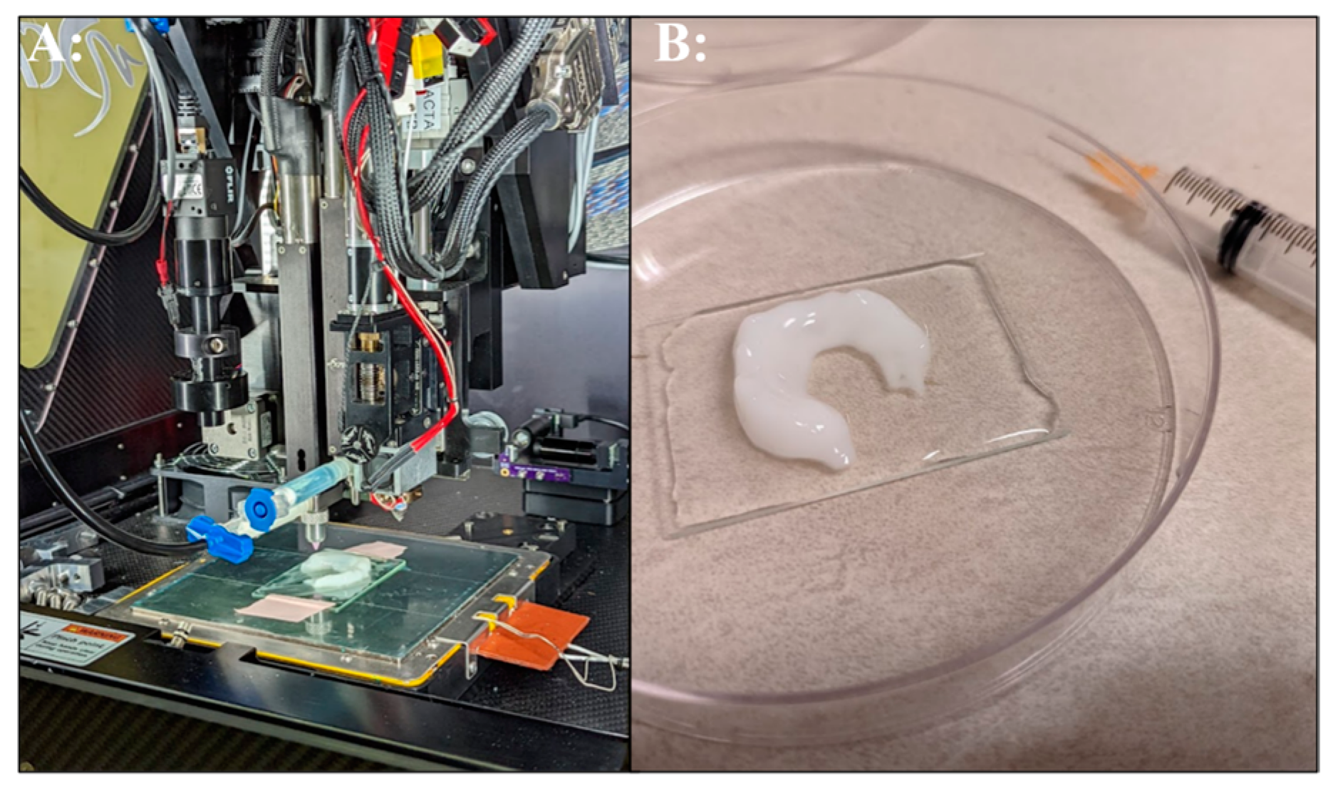 Bioengineering 11 00232 g003 Bioengineering 11 00232 g003
