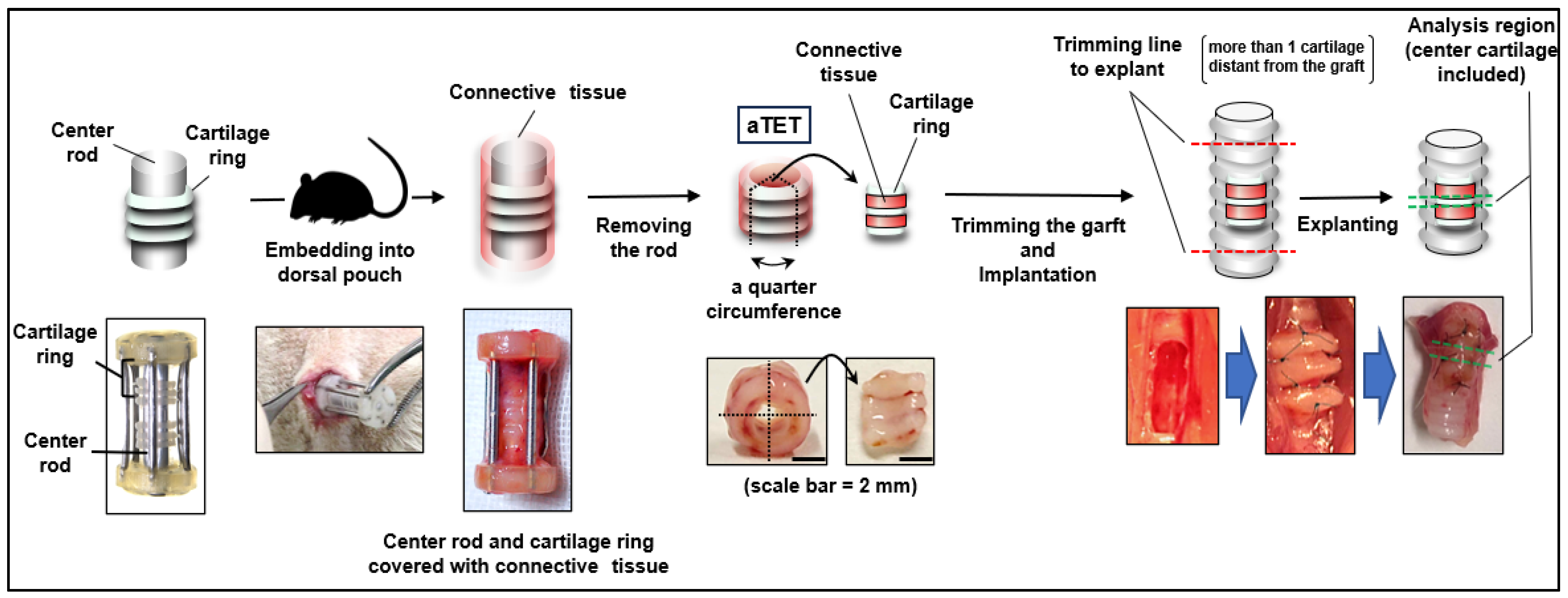 Bioengineering 11 00243 g001 Bioengineering 11 00243 g001