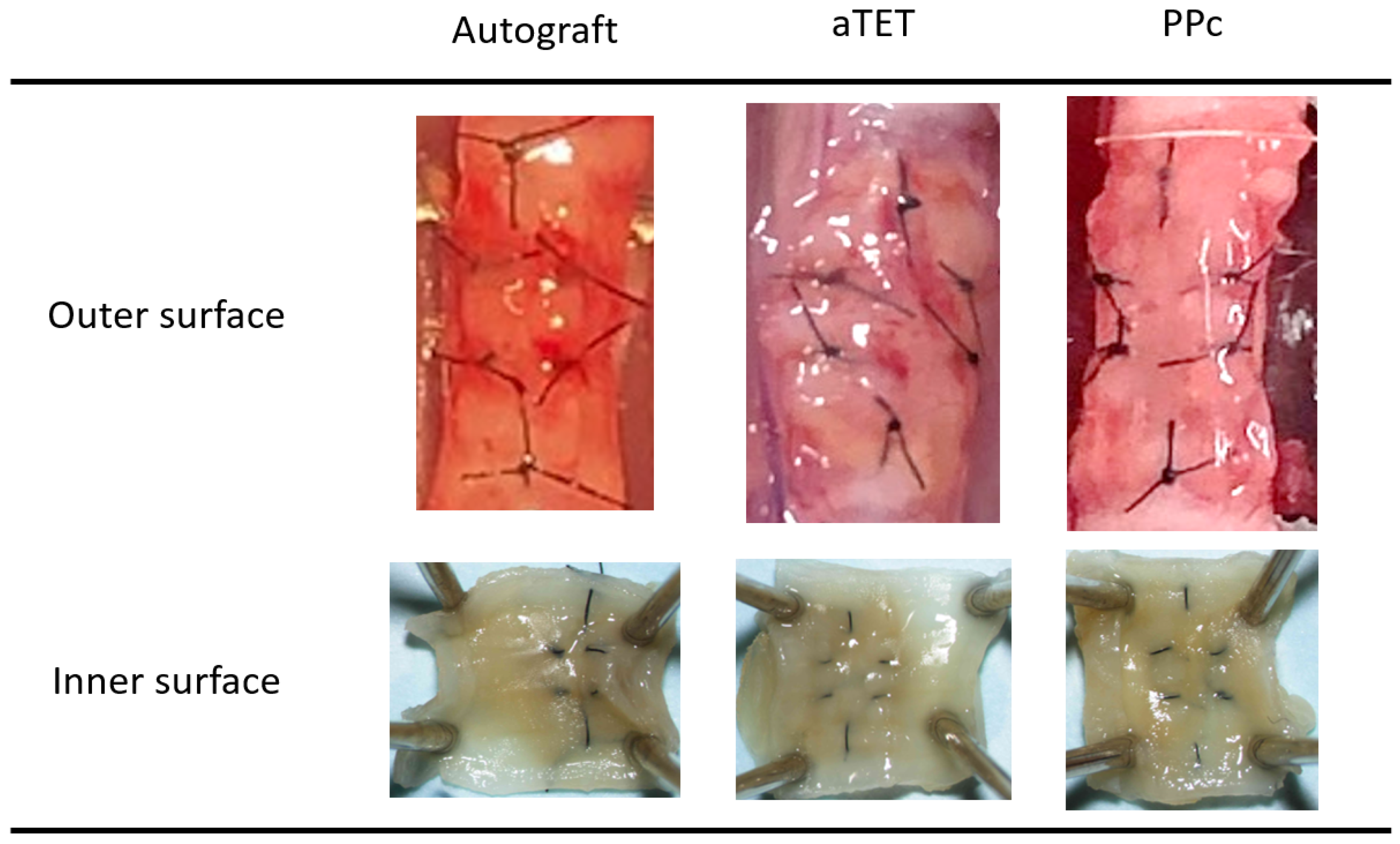 Bioengineering 11 00243 g002 Bioengineering 11 00243 g002