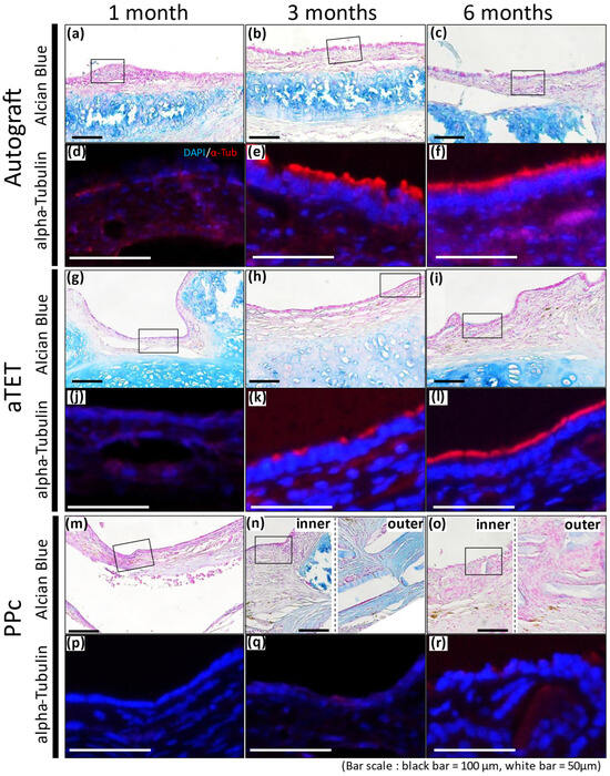 Bioengineering 11 00243 g005