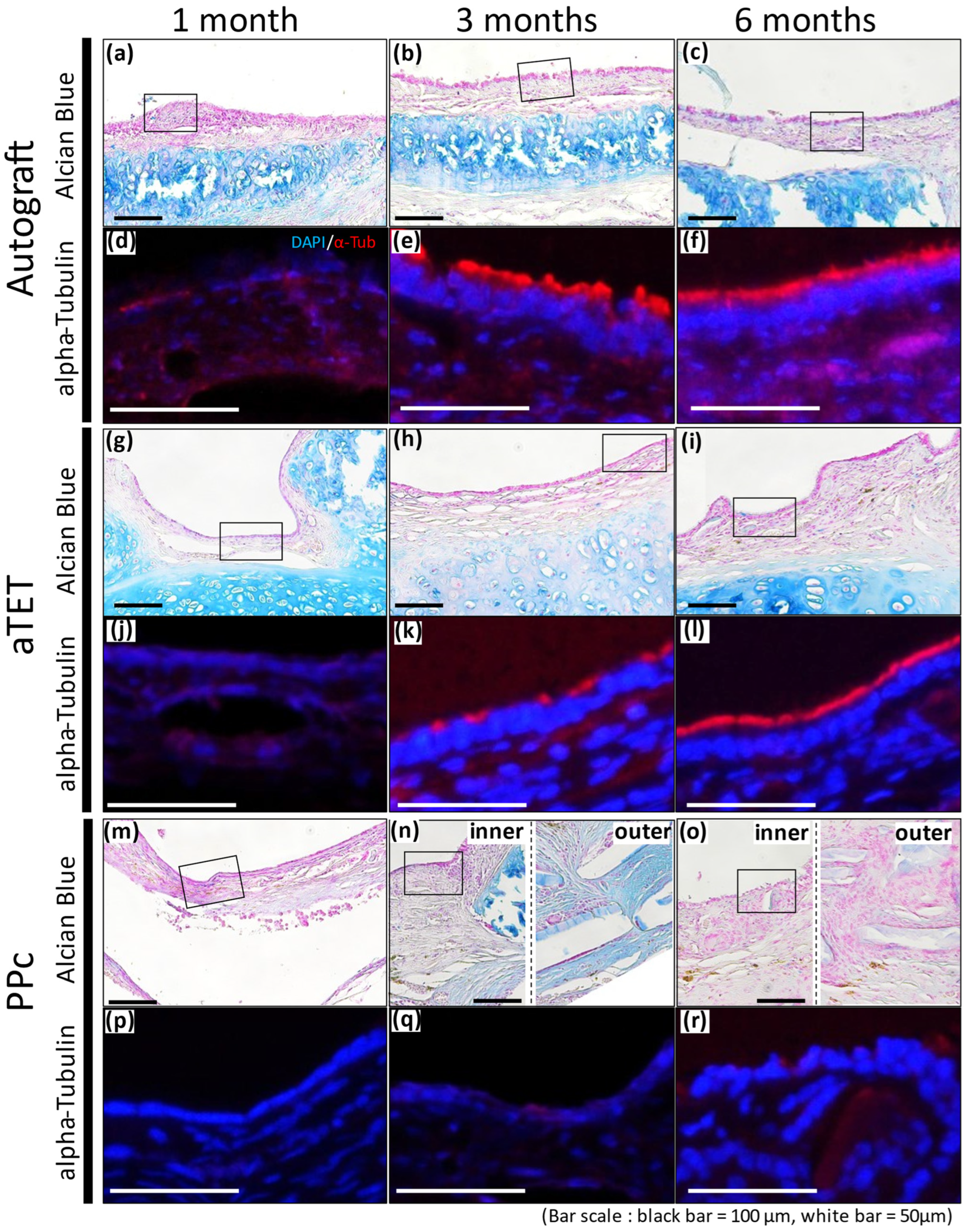 Bioengineering 11 00243 g005 Bioengineering 11 00243 g005