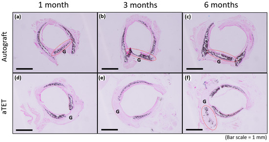 Bioengineering 11 00243 g006