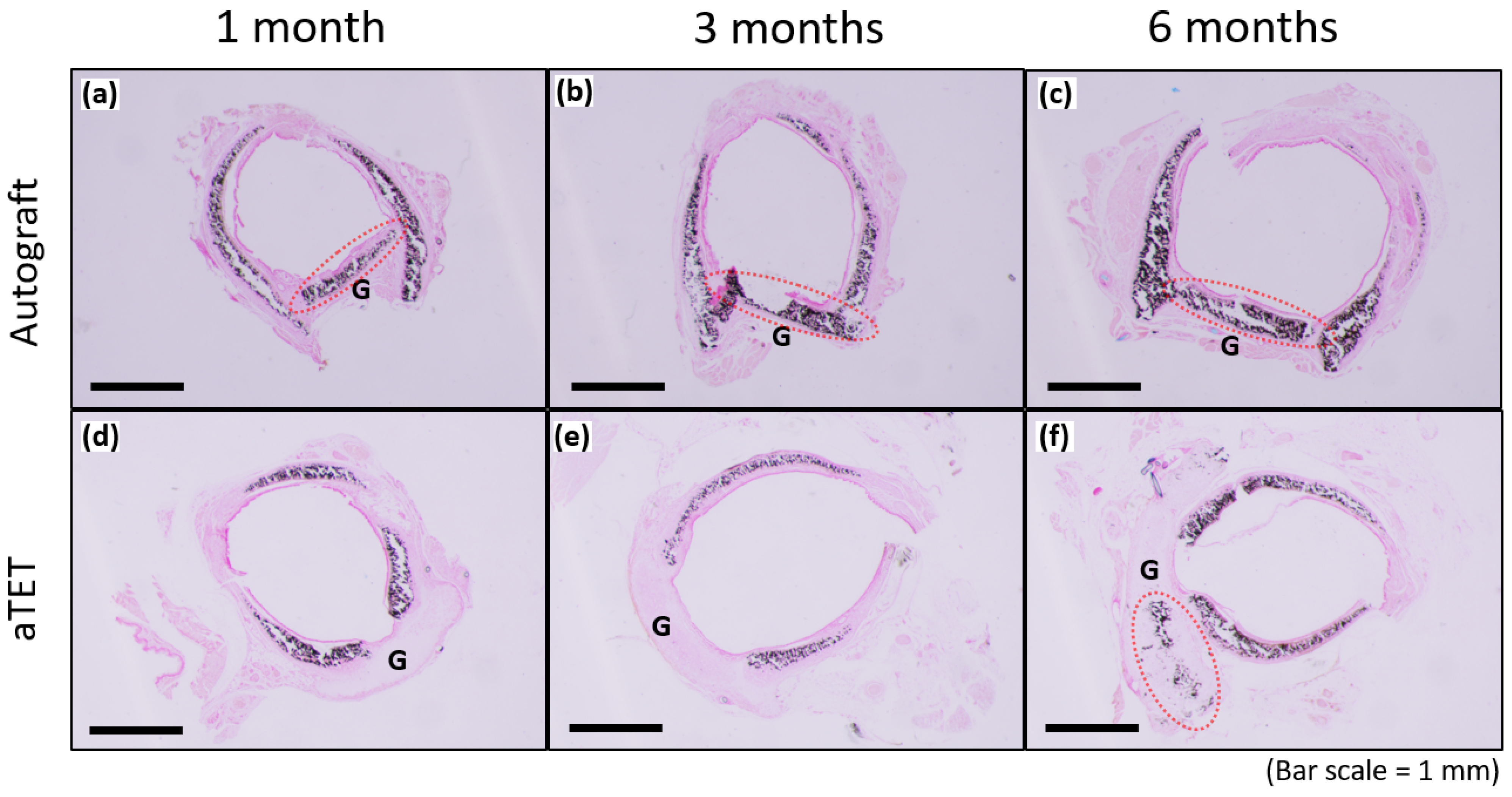 Bioengineering 11 00243 g006 Bioengineering 11 00243 g006