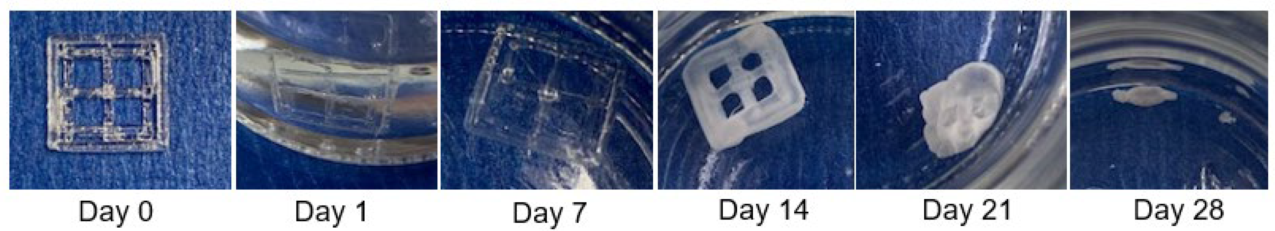 Bioengineering 11 00259 g006