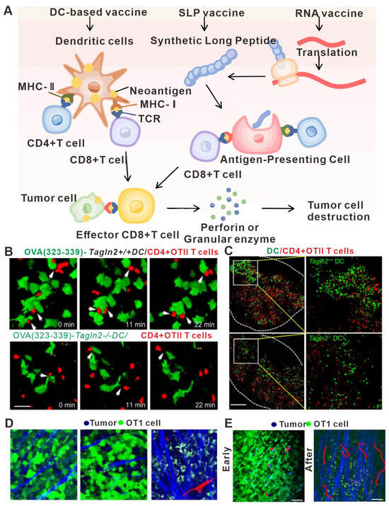 Bioengineering 11 00264 g004