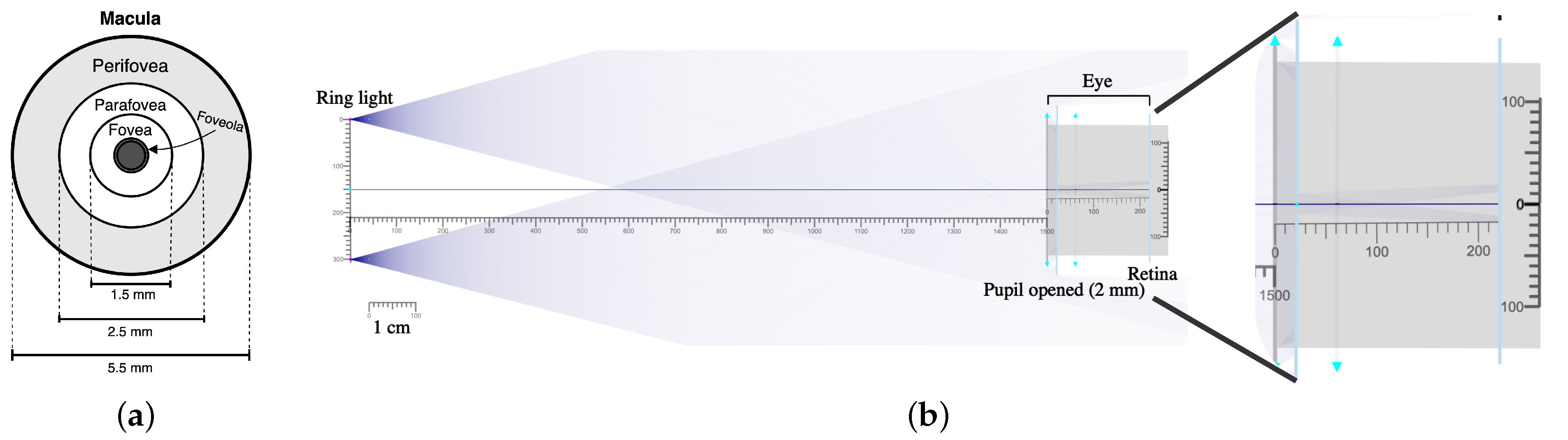 Bioengineering 11 00267 g001 Bioengineering 11 00267 g001