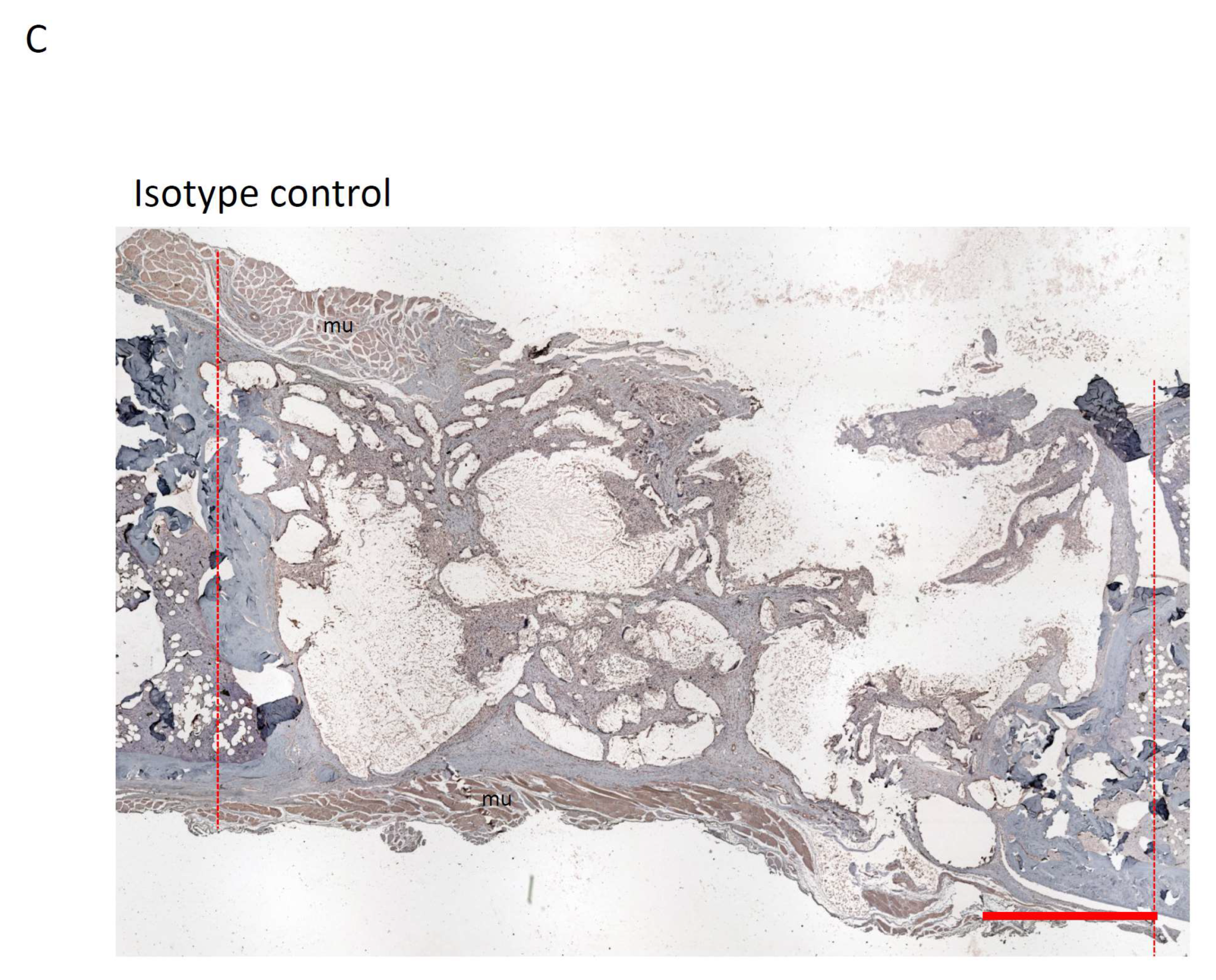 Bioengineering 11 00287 g005c