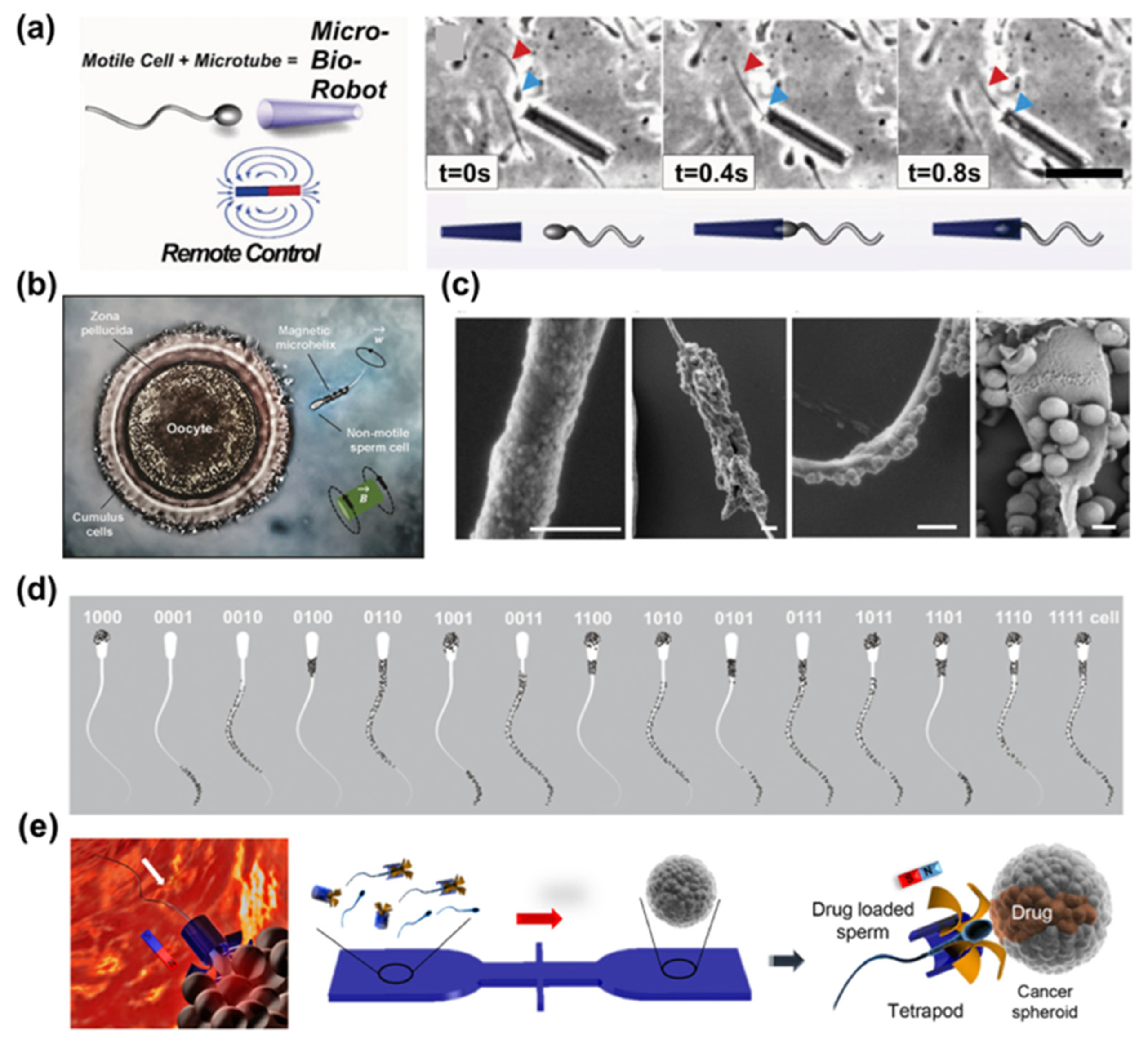 Bioengineering 11 00311 g004