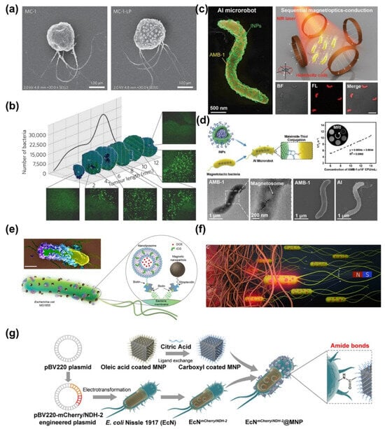 Bioengineering 11 00311 g006