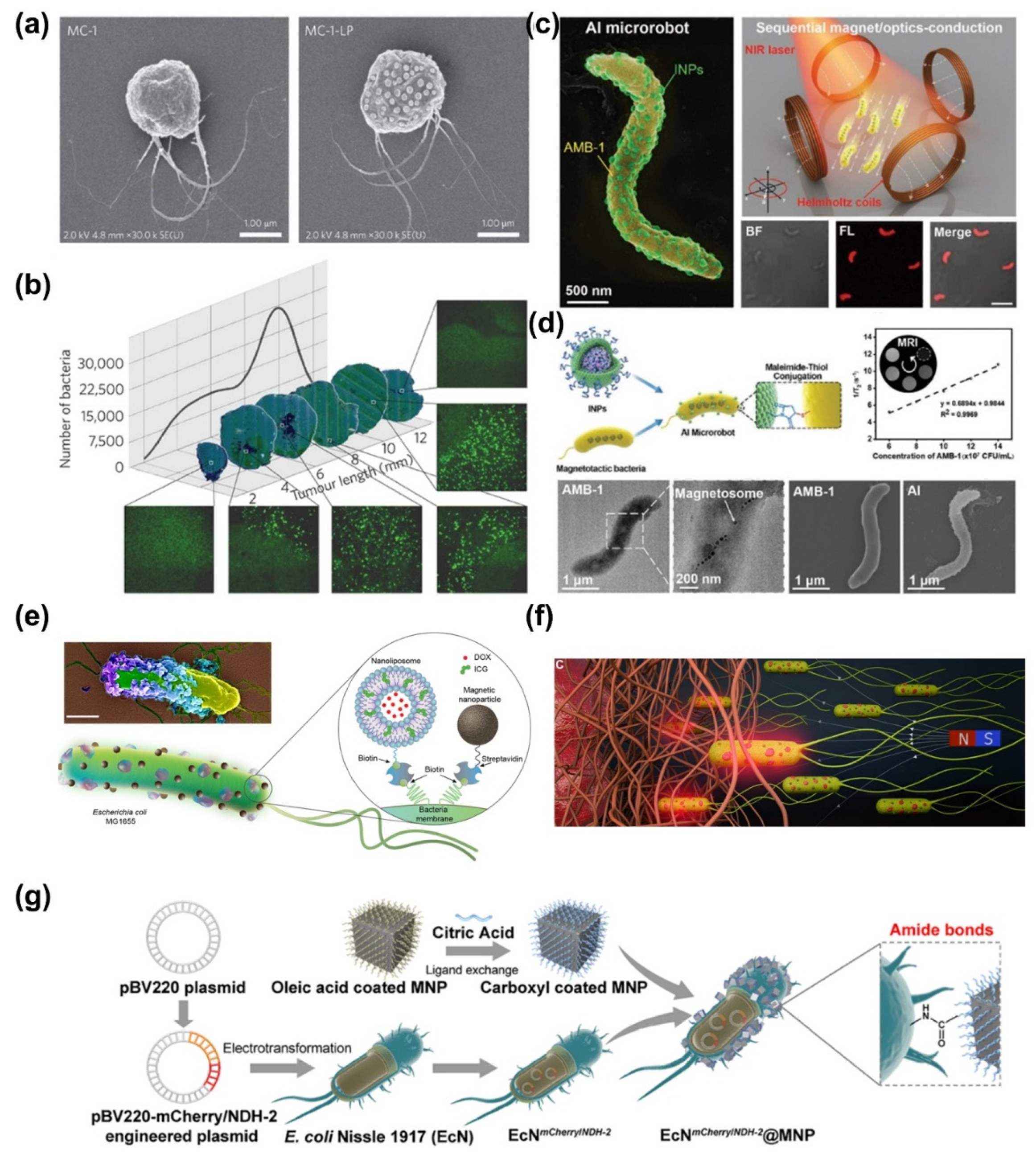 Bioengineering 11 00311 g006