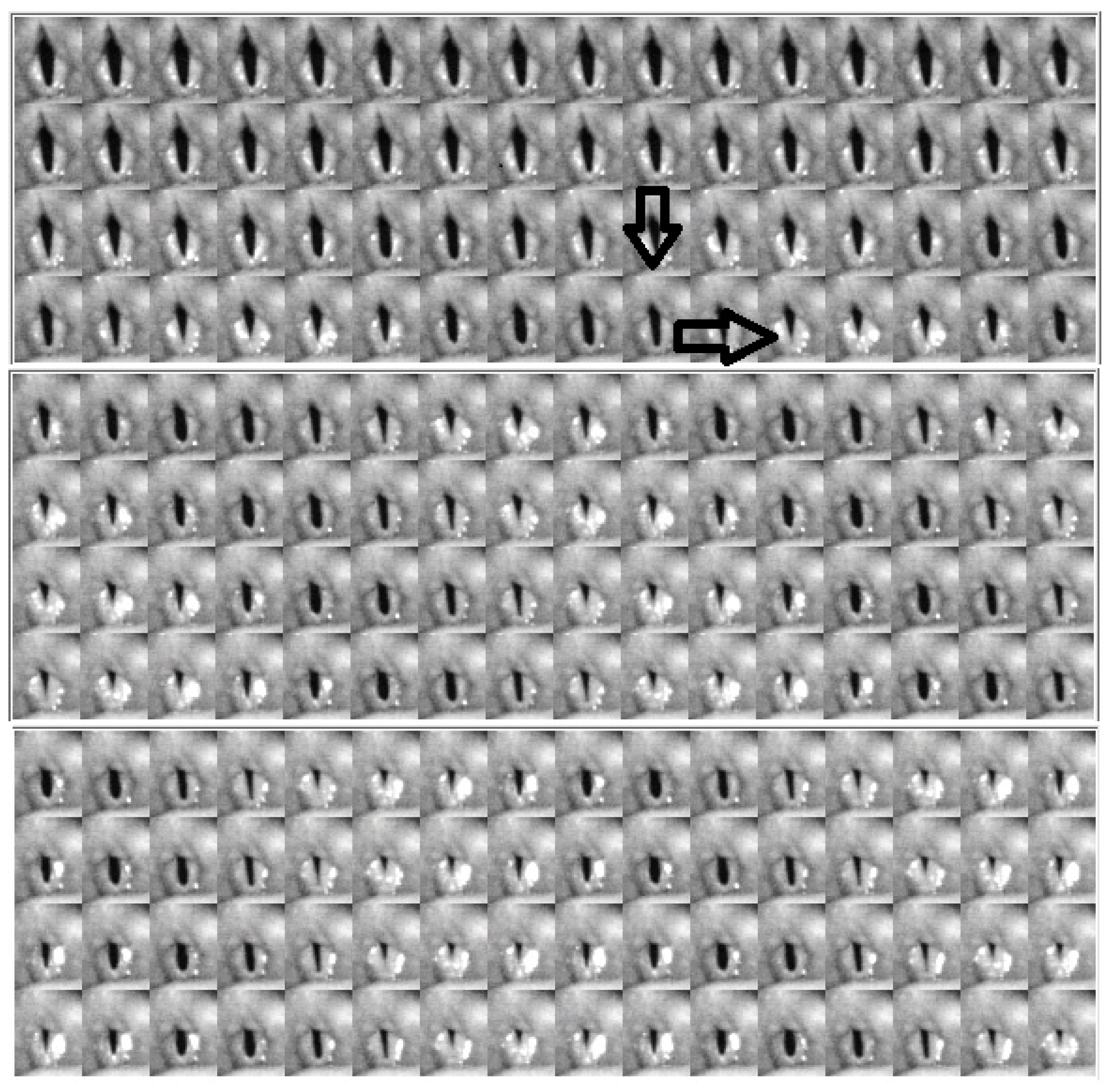 Bioengineering 11 00334 g005