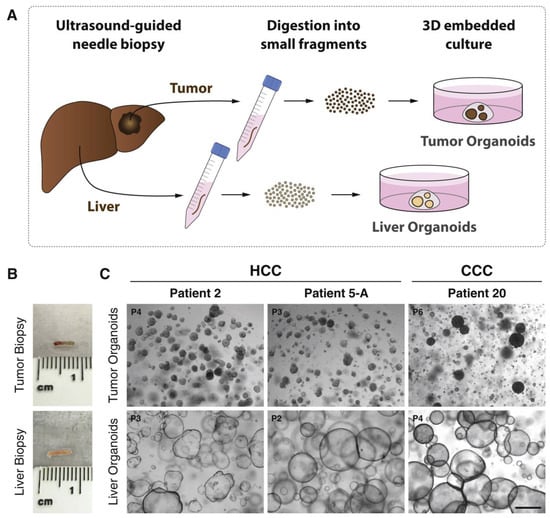 Bioengineering 11 00346 g003