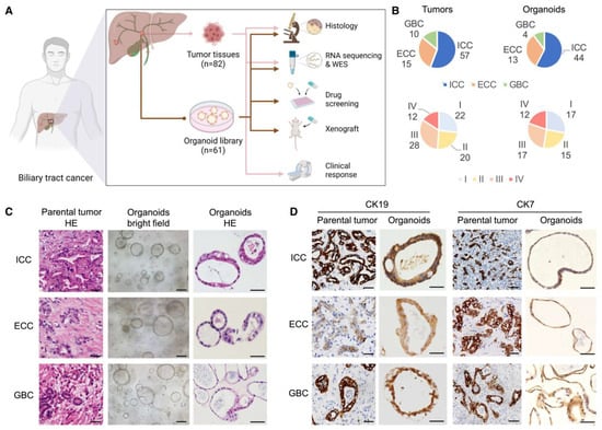 Bioengineering 11 00346 g004
