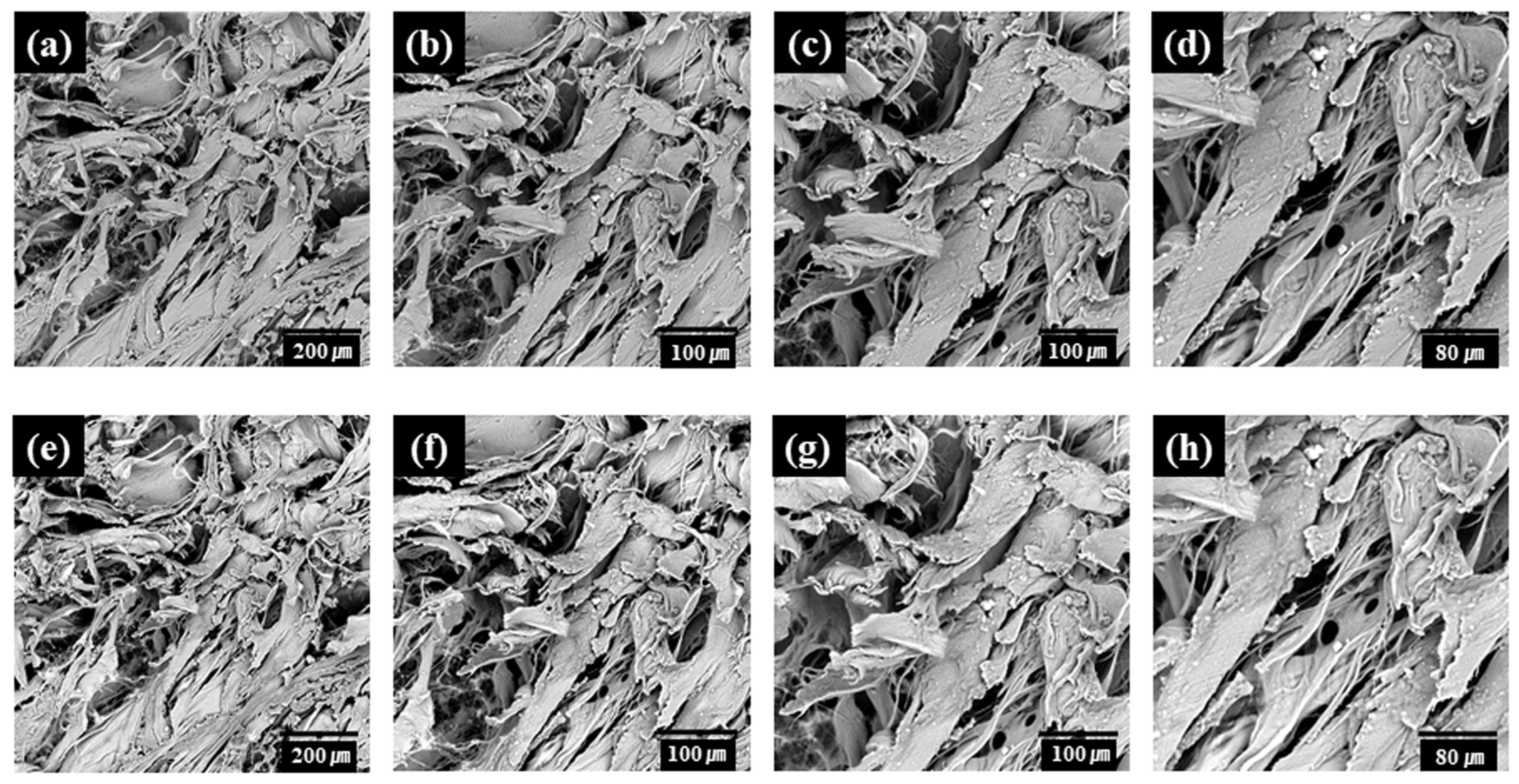 Bioengineering 11 00359 g003 Bioengineering 11 00359 g003