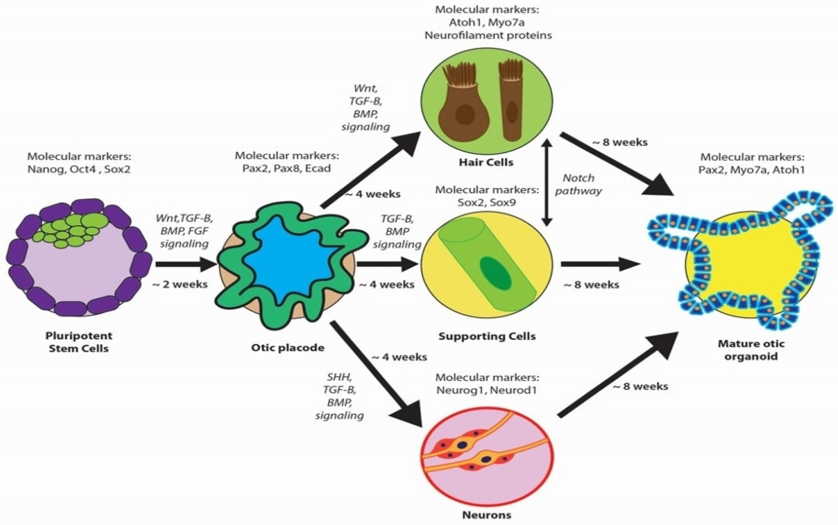 Bioengineering 11 00425 g003 Bioengineering 11 00425 g003