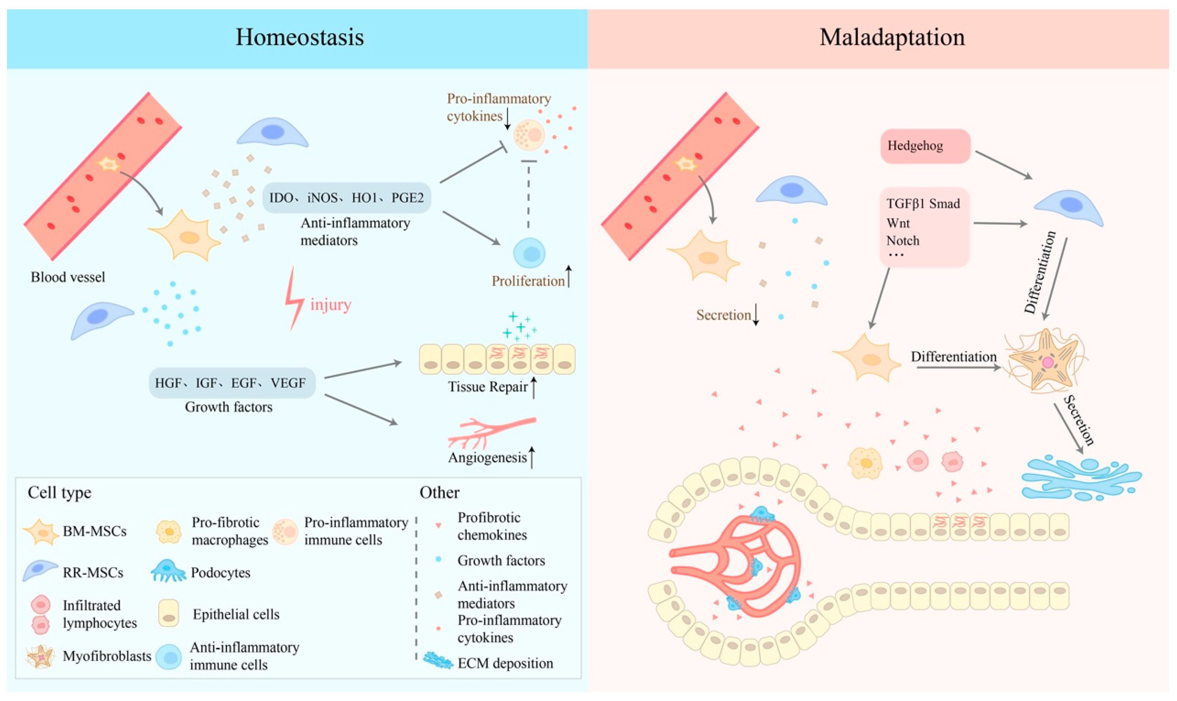 Bioengineering 11 00432 g002